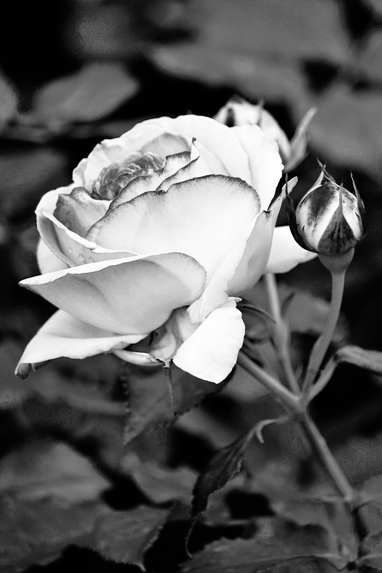 Beautiful Iphone Black White Rose Background
