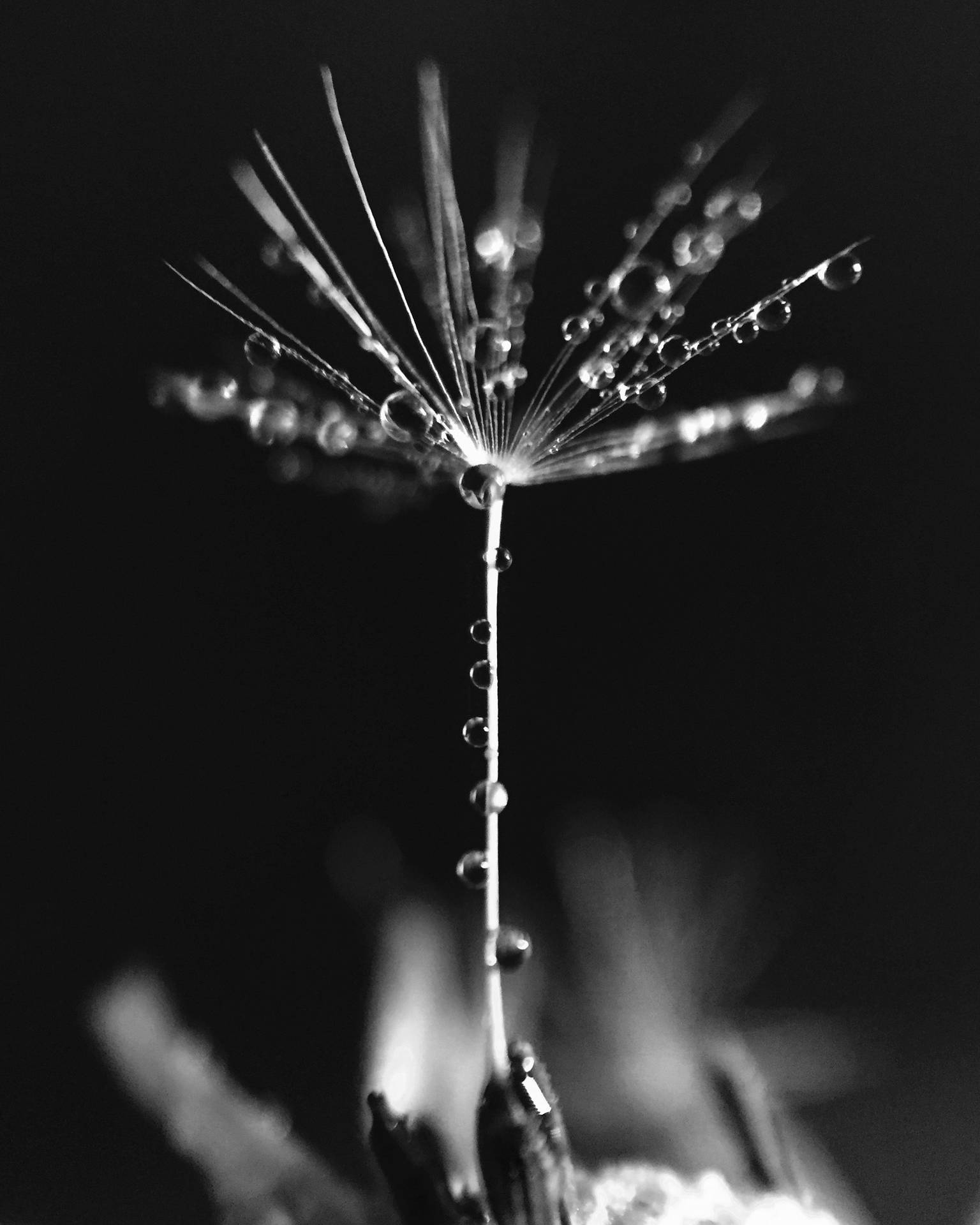 Beautiful Iphone Dandelion Seed Background