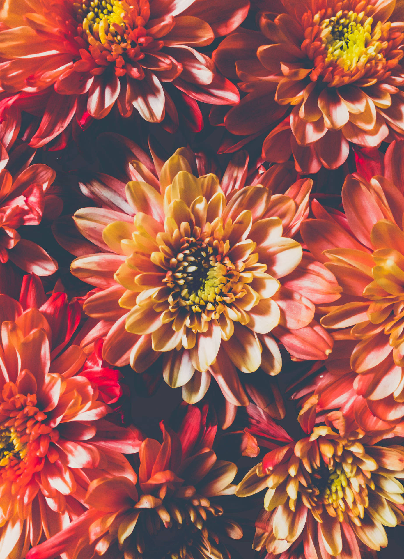 Beautiful Iphone Orange Flowers Background
