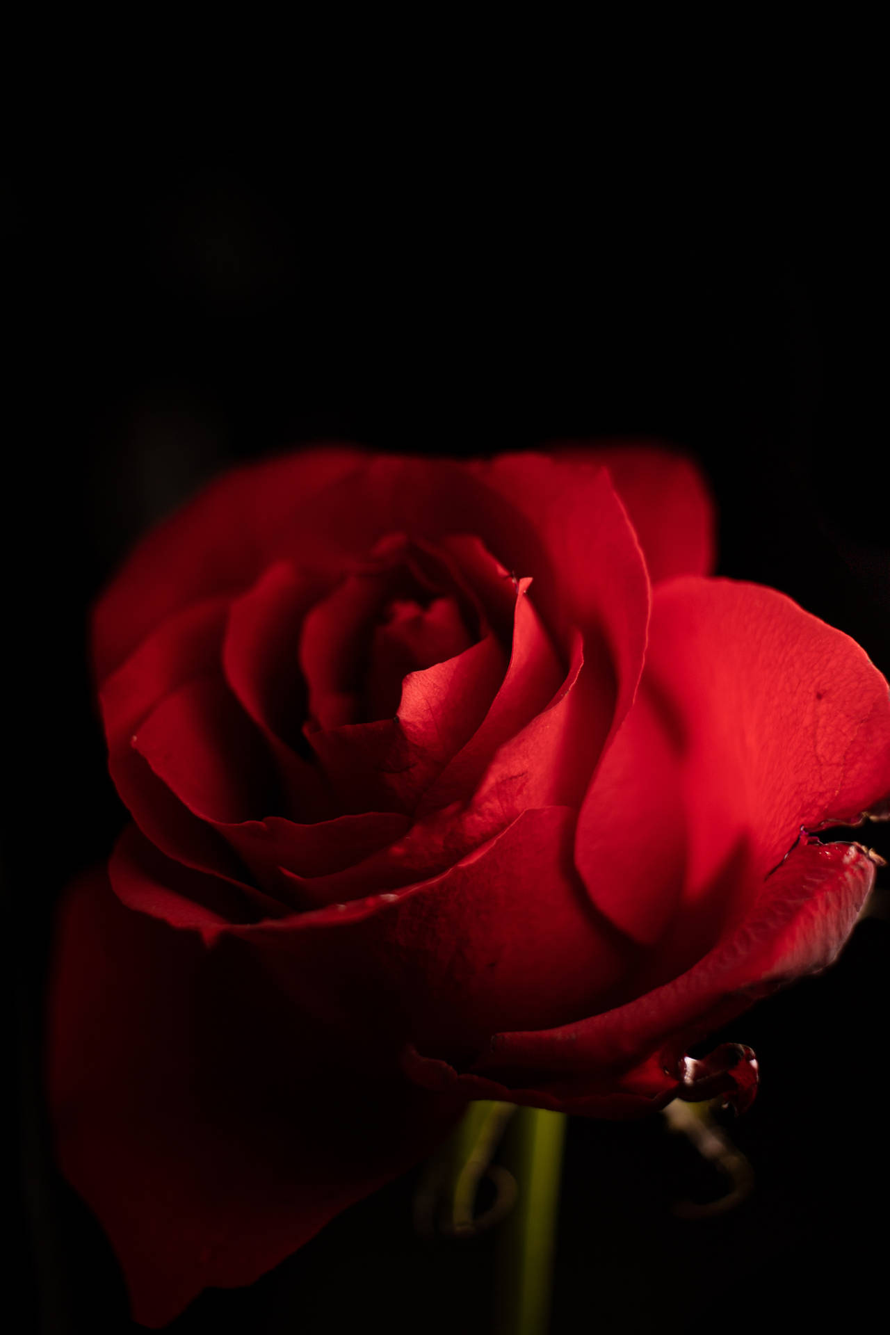 Beautiful Iphone Red Rose Background