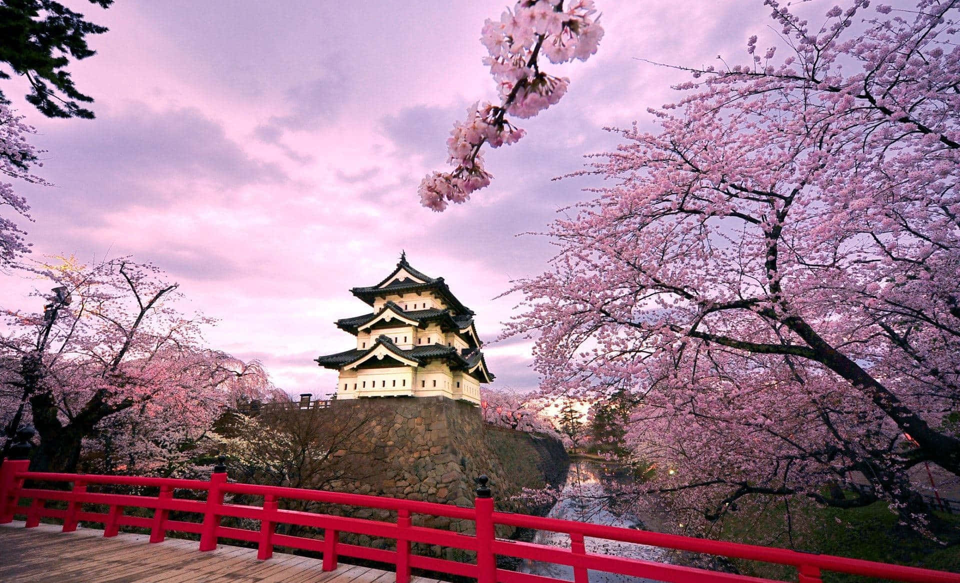 Beautiful Japanese Sakura Blossoms Background