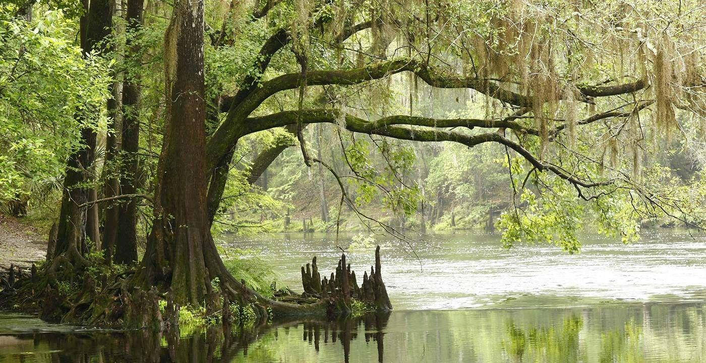 Beautiful Lake Everglades National Park Background