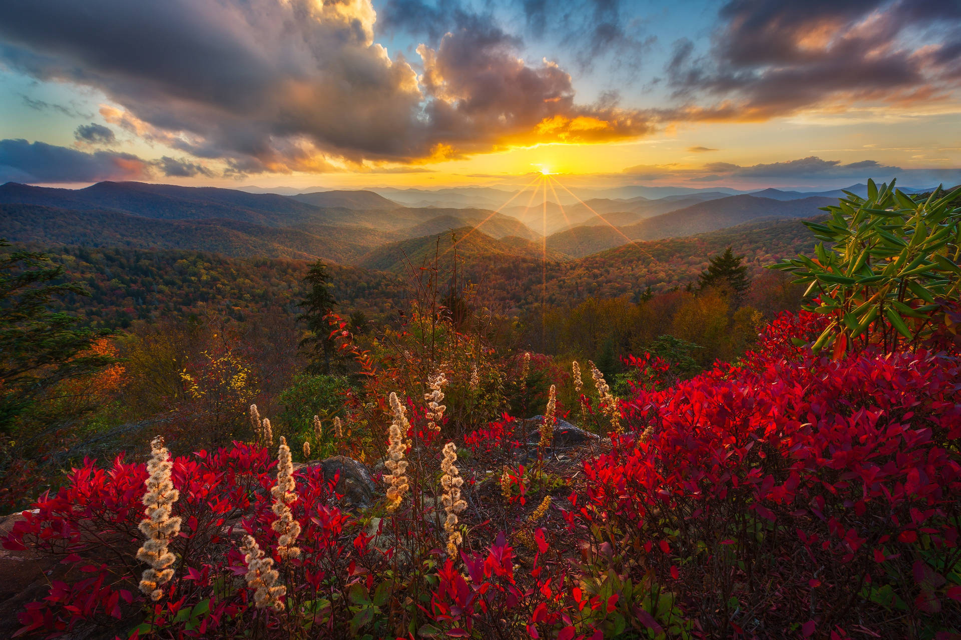 Beautiful Landscape Floral Forest Background