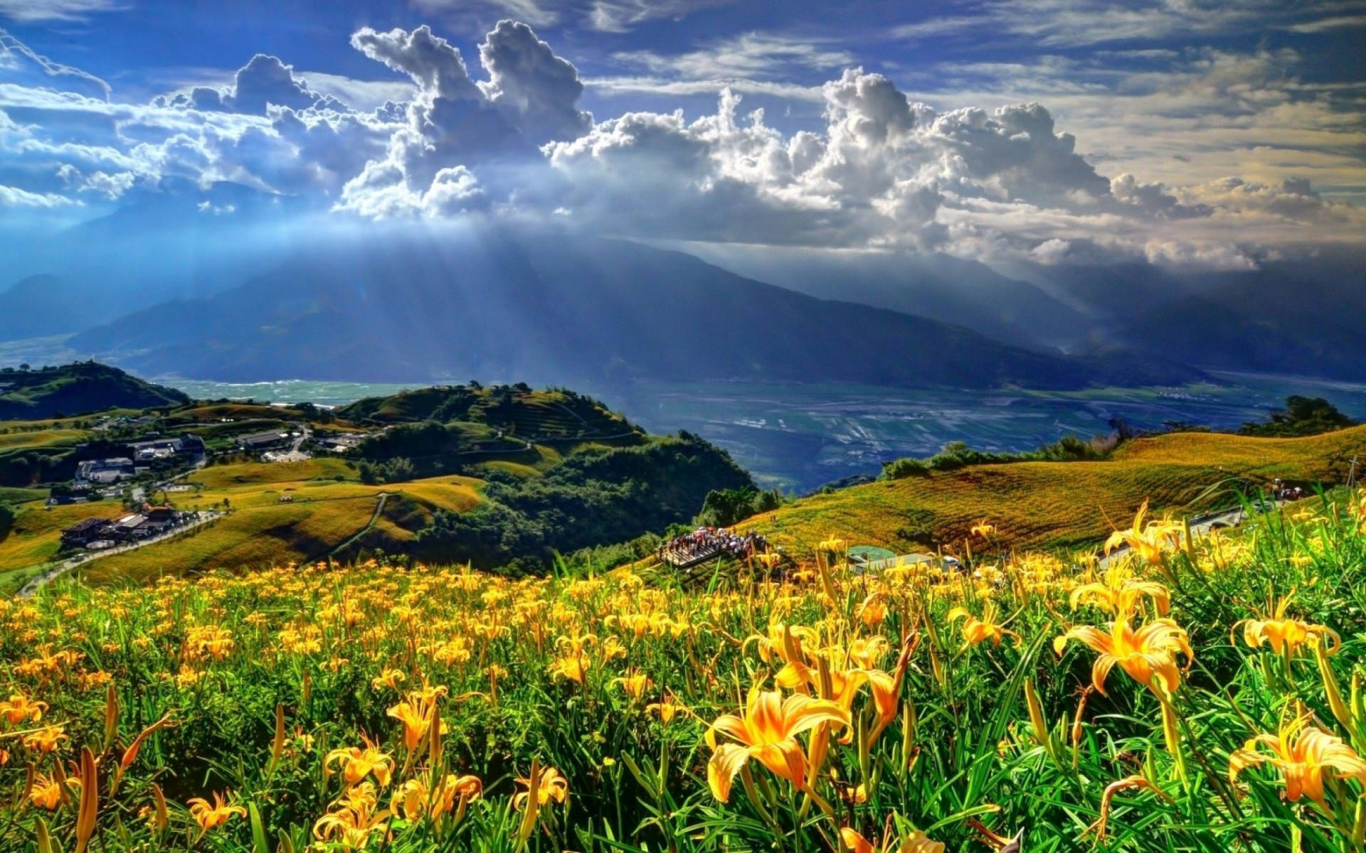 Beautiful Landscape Flower Field Background