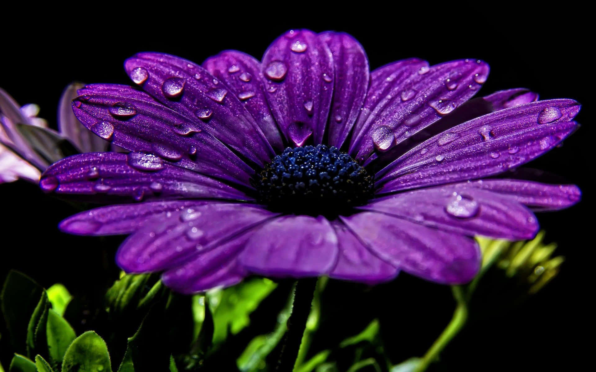 Beautiful Landscape Fresh Purple Cool Flower Background
