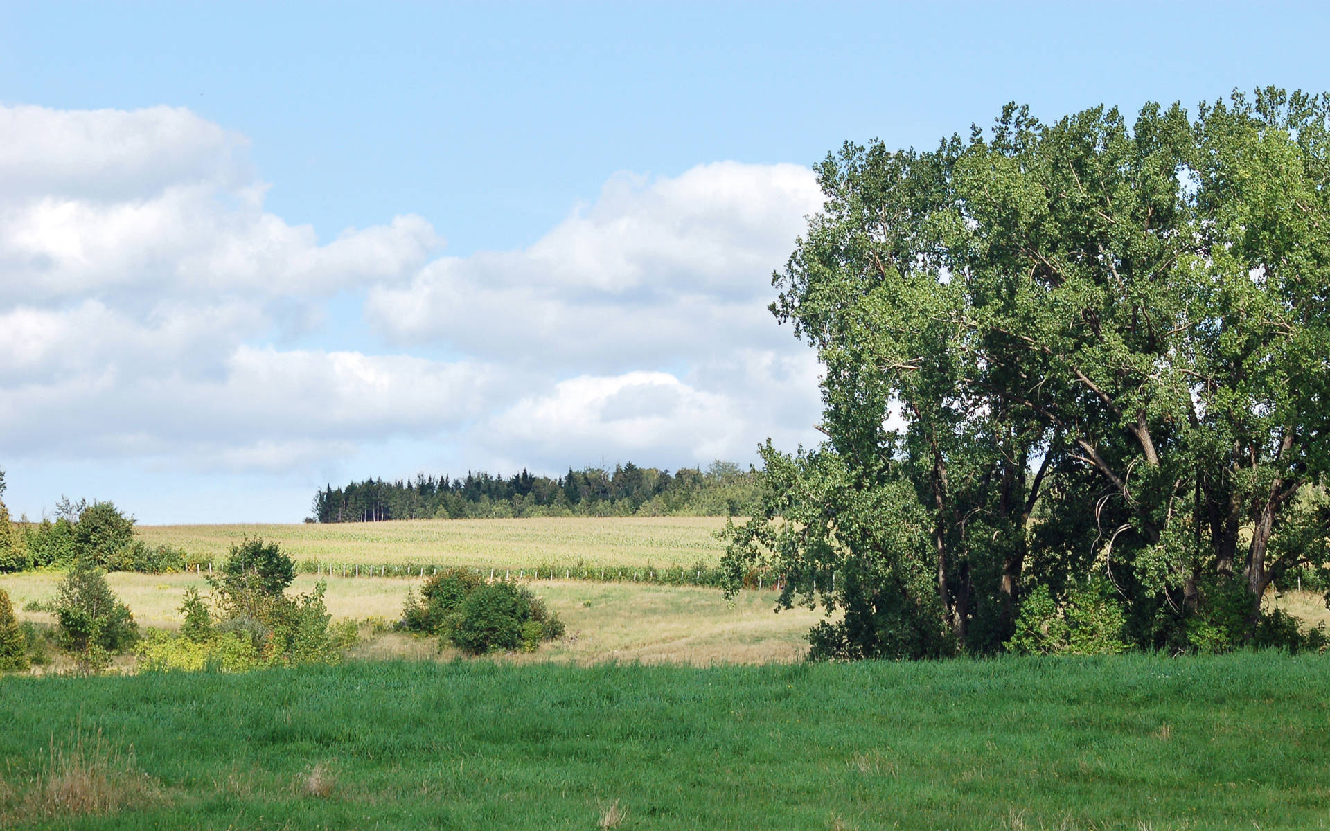 Beautiful Landscape Grass-covered Land Background