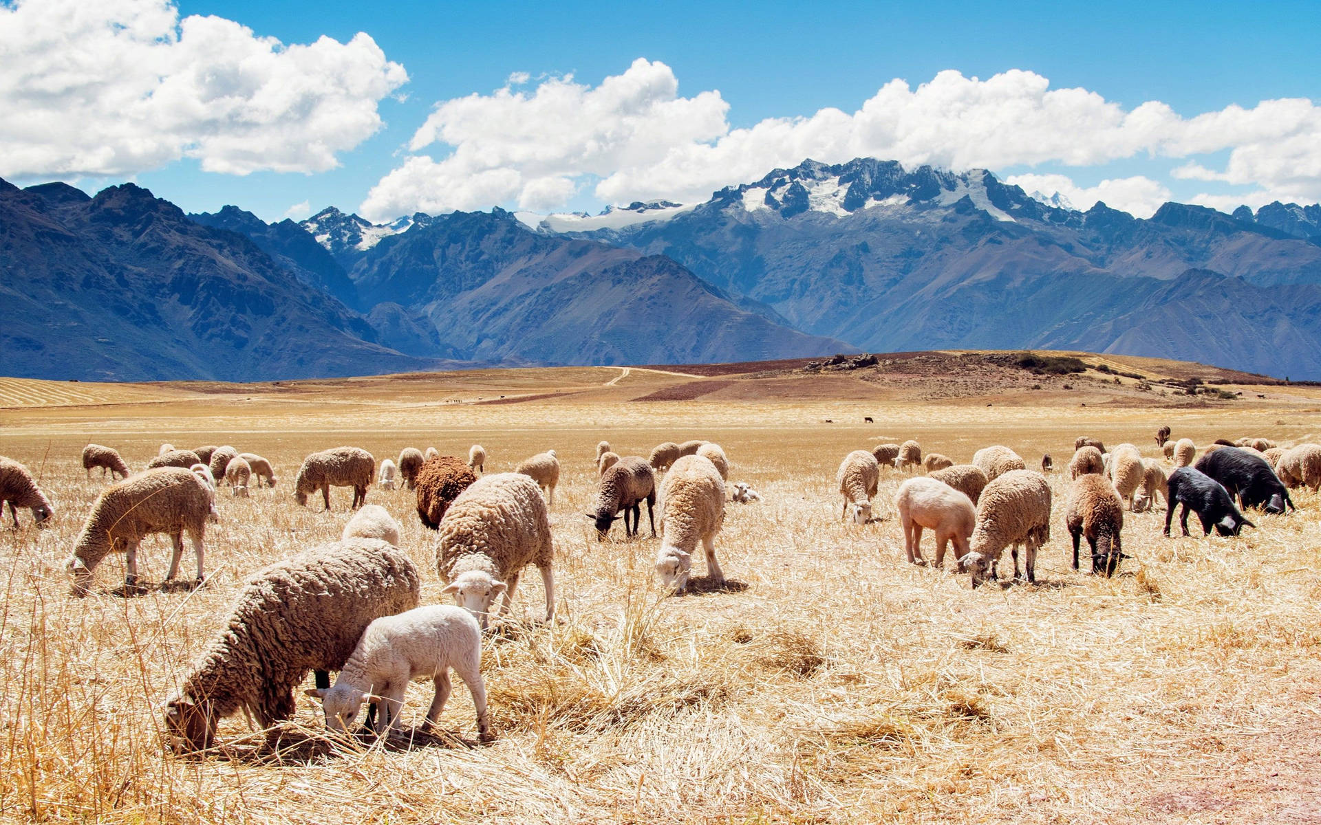 Beautiful Landscape Of Juliaca Sheep Fields In Peru Background