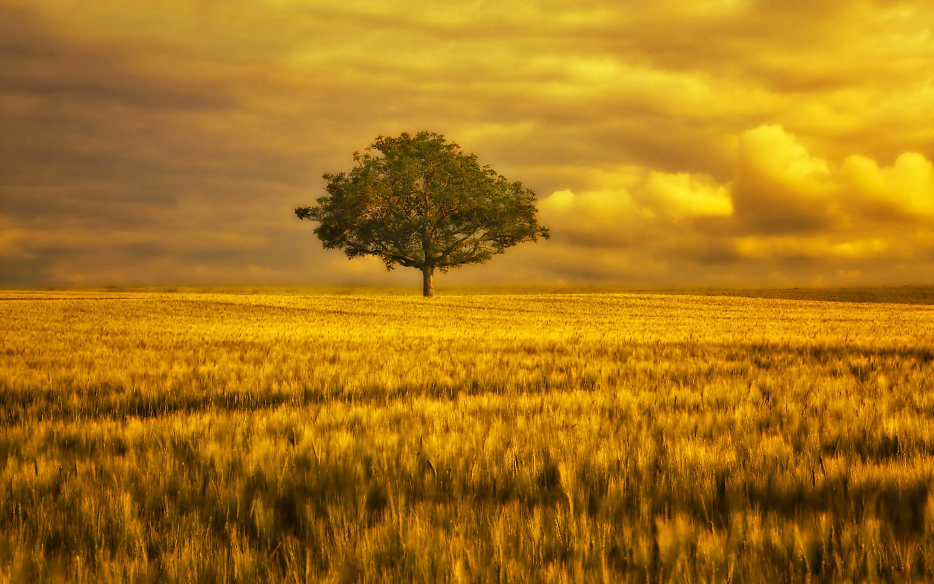 Beautiful Landscape Tree On Grassfield Background