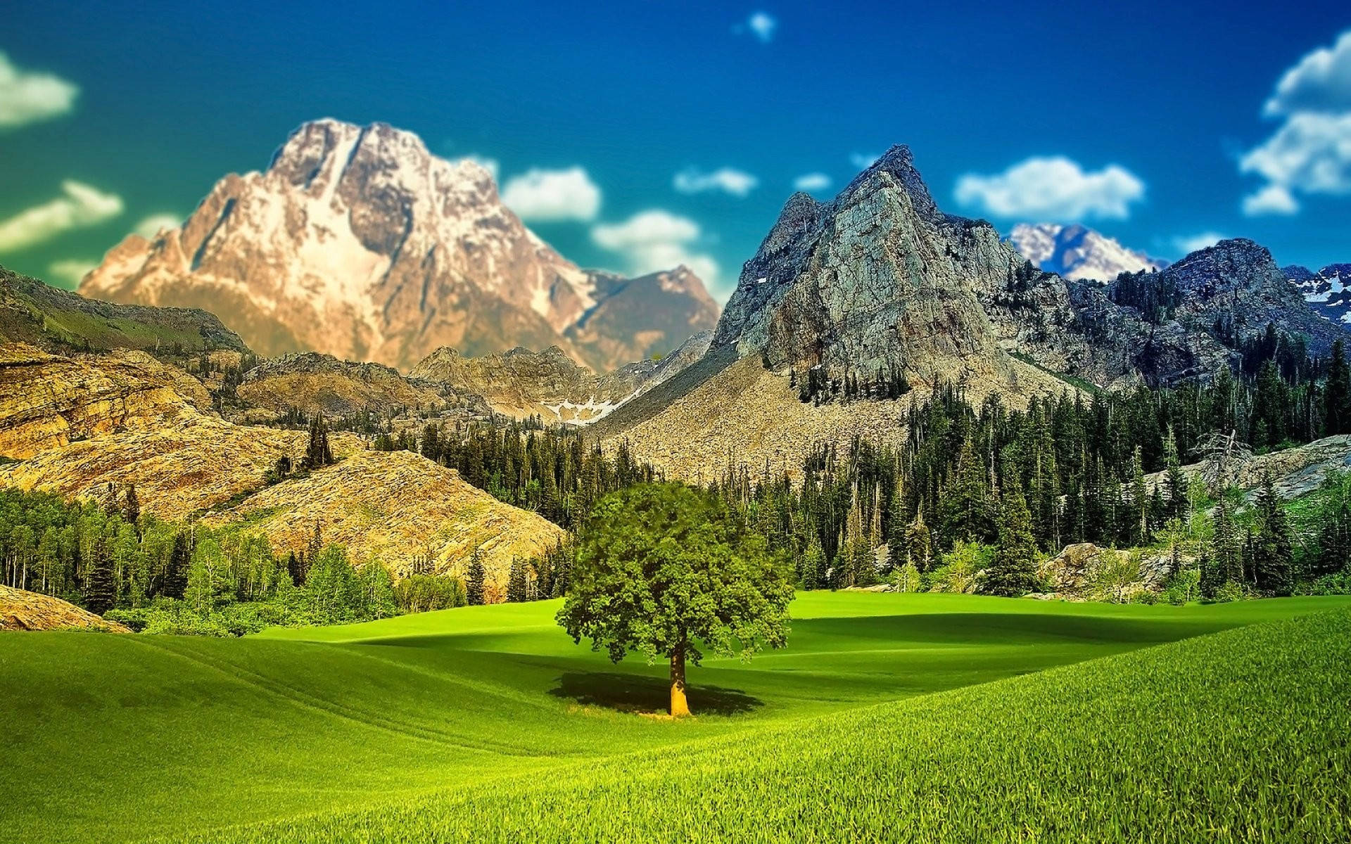 Beautiful Landscape Tree On Grassland Background