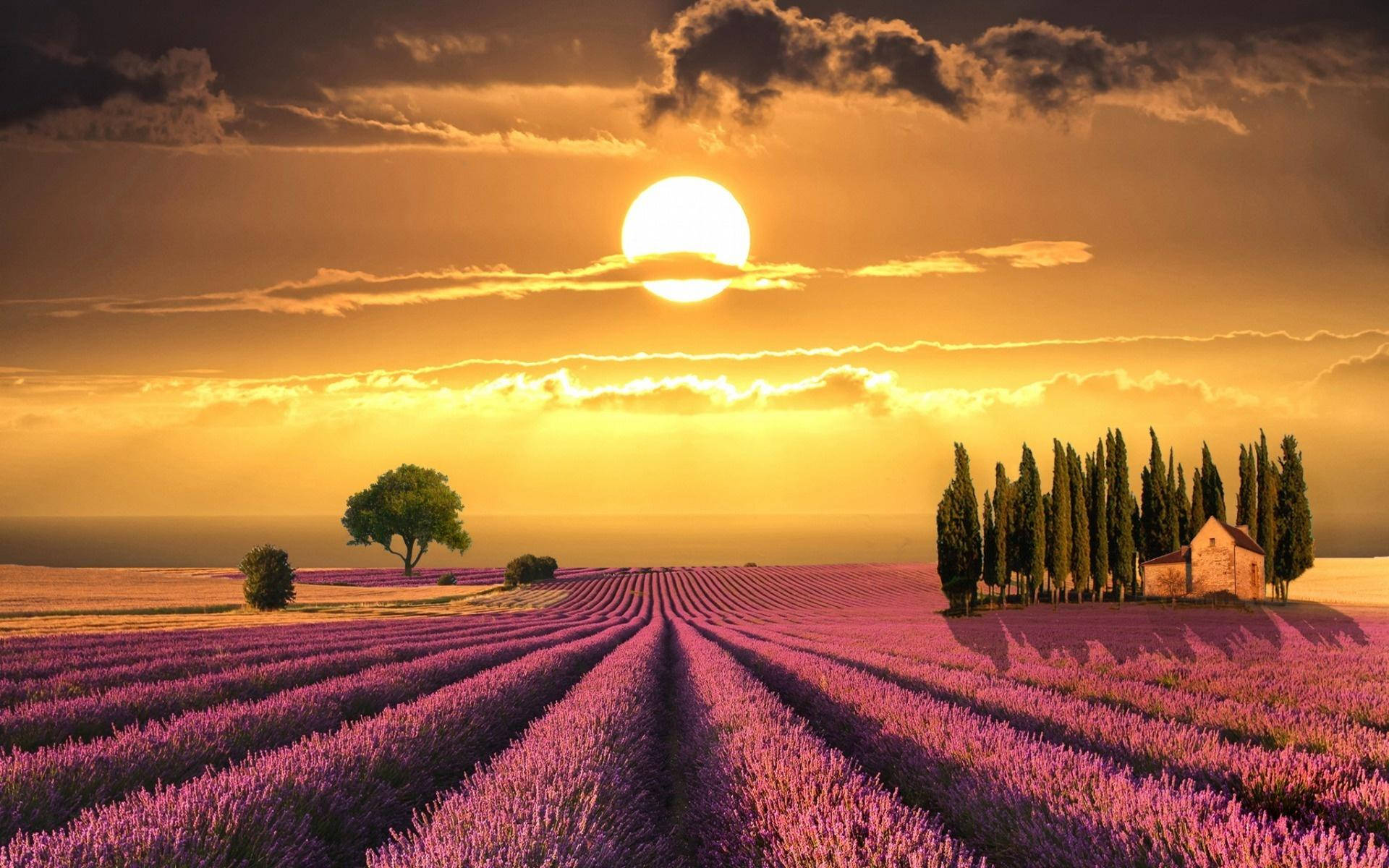 Beautiful Lavender Field In Tuscany Background