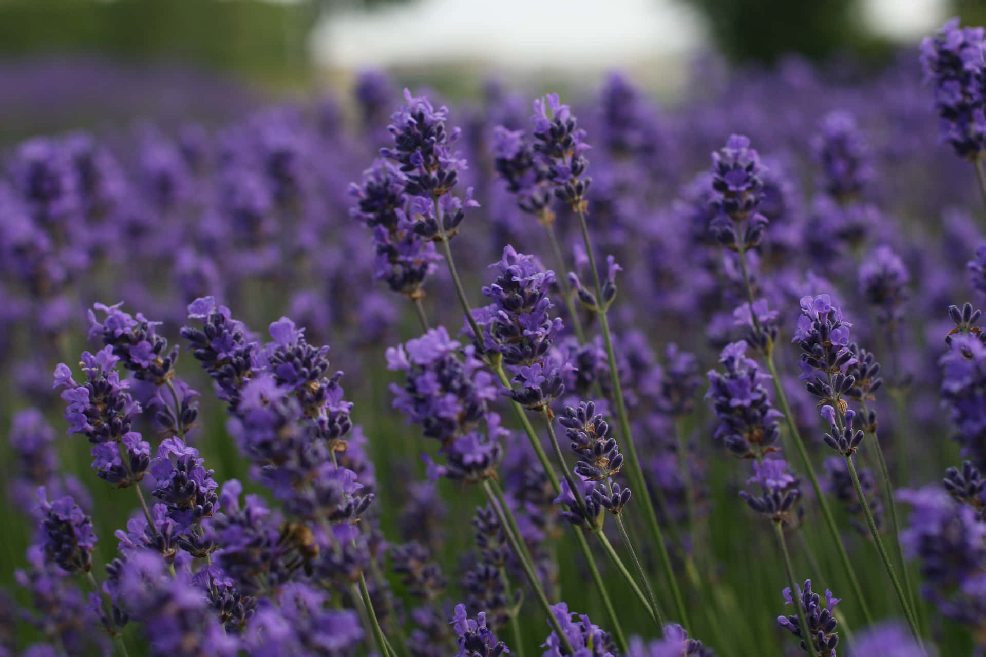 Beautiful Lavender Flowers In A Field Background