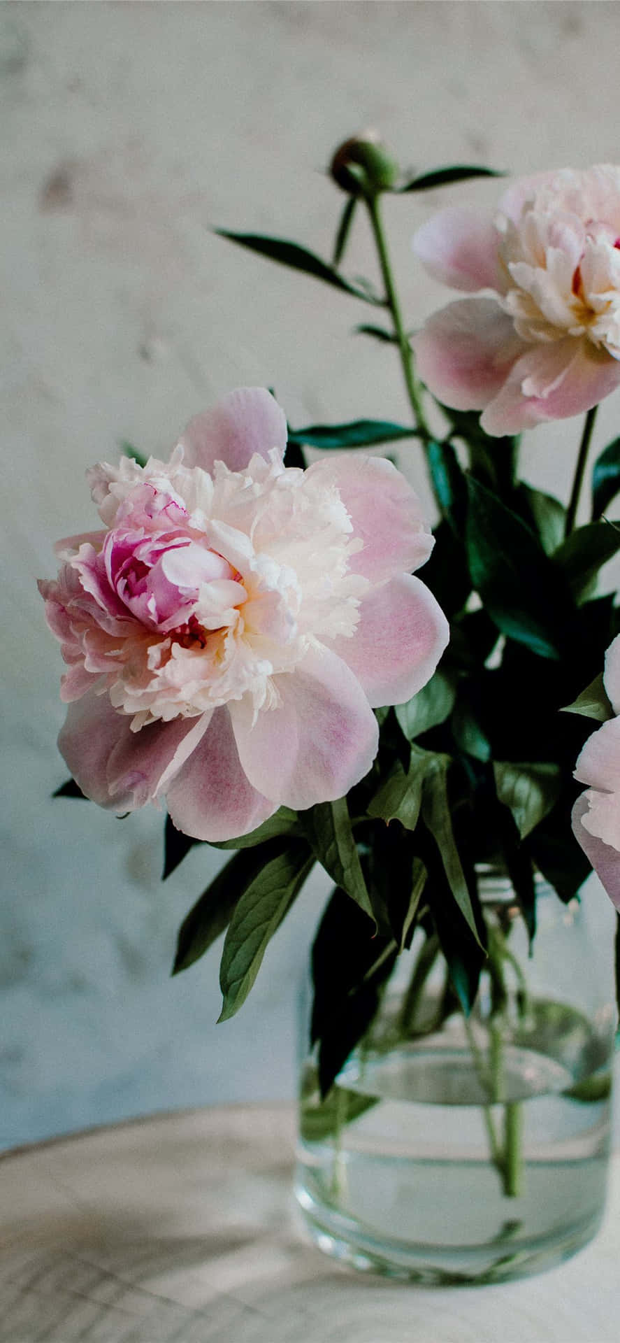 Beautiful Light Pink Peony Iphone Display