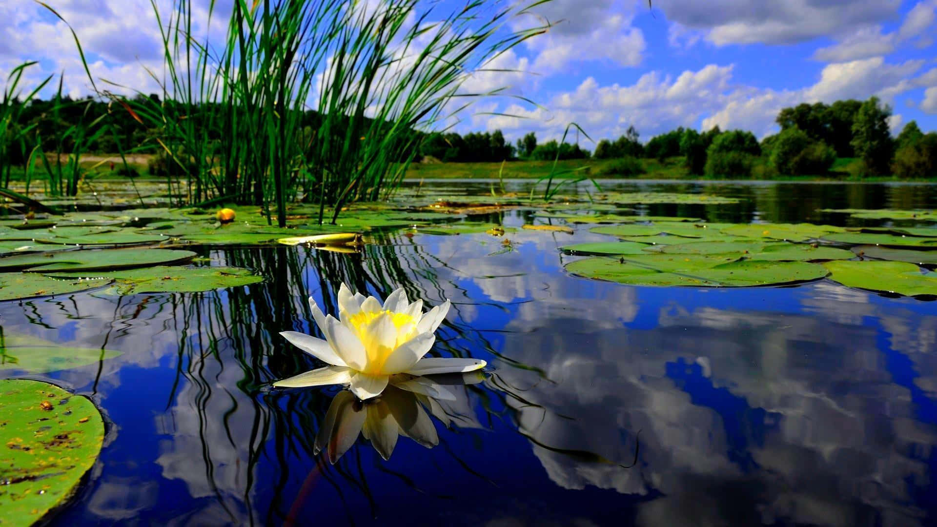 Beautiful Lilies In The Pond Background