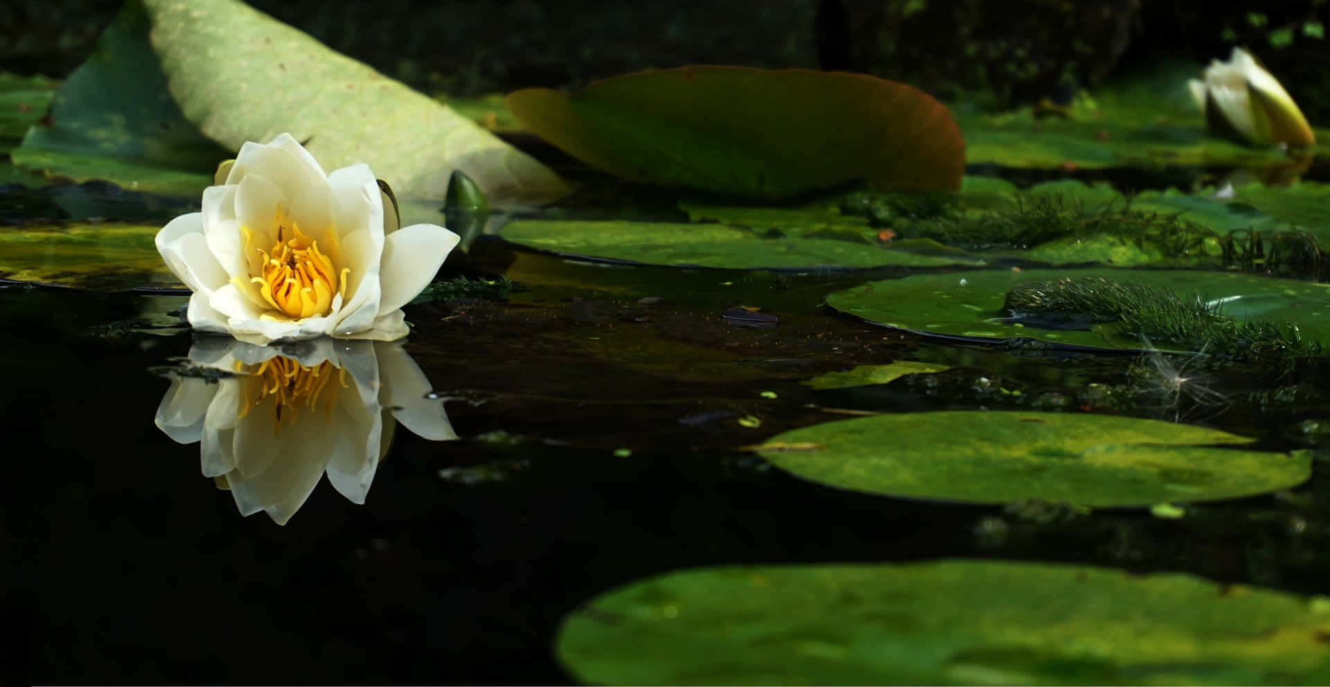 Beautiful Lily On The Pond Background