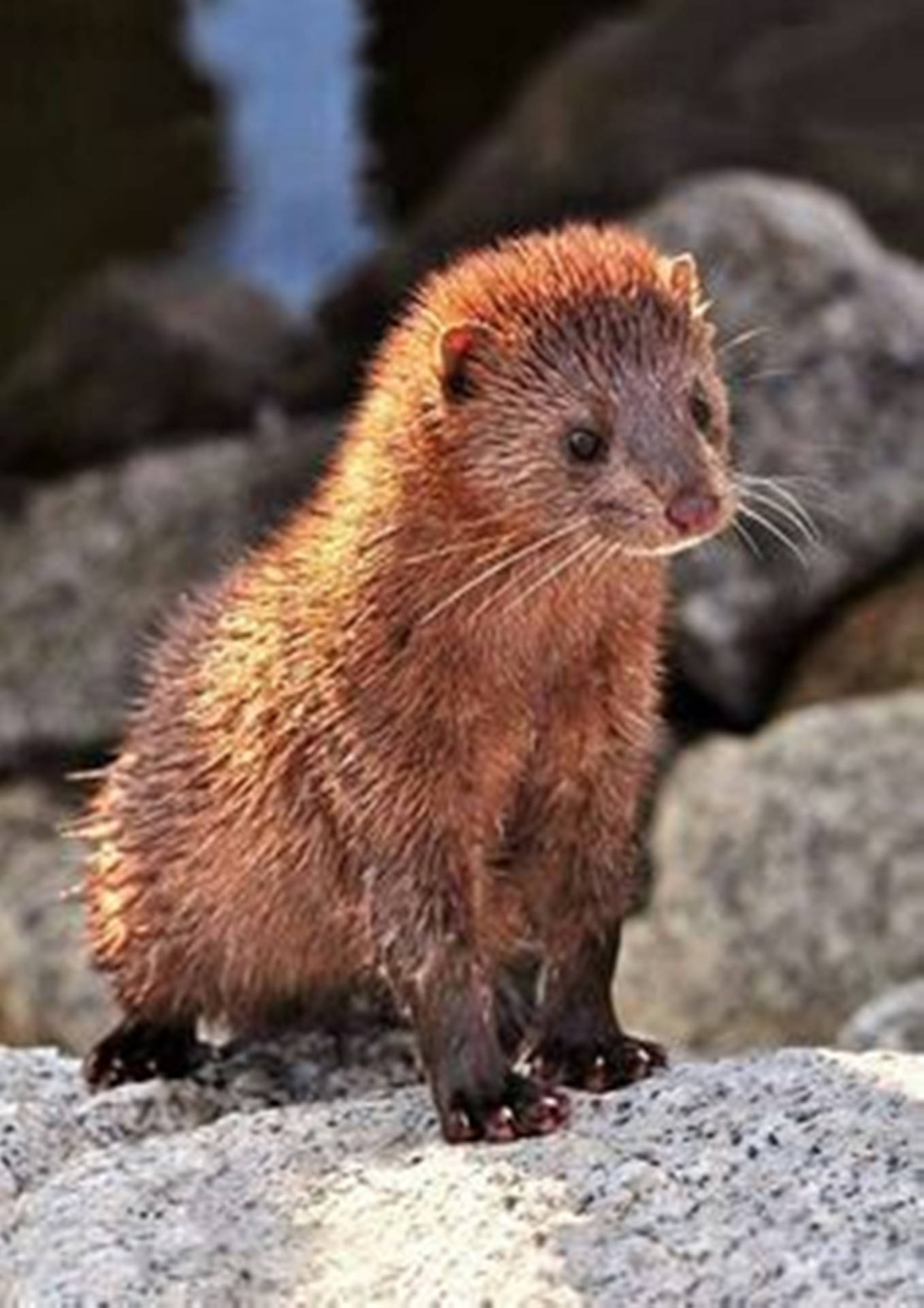 Beautiful Little Mink Background