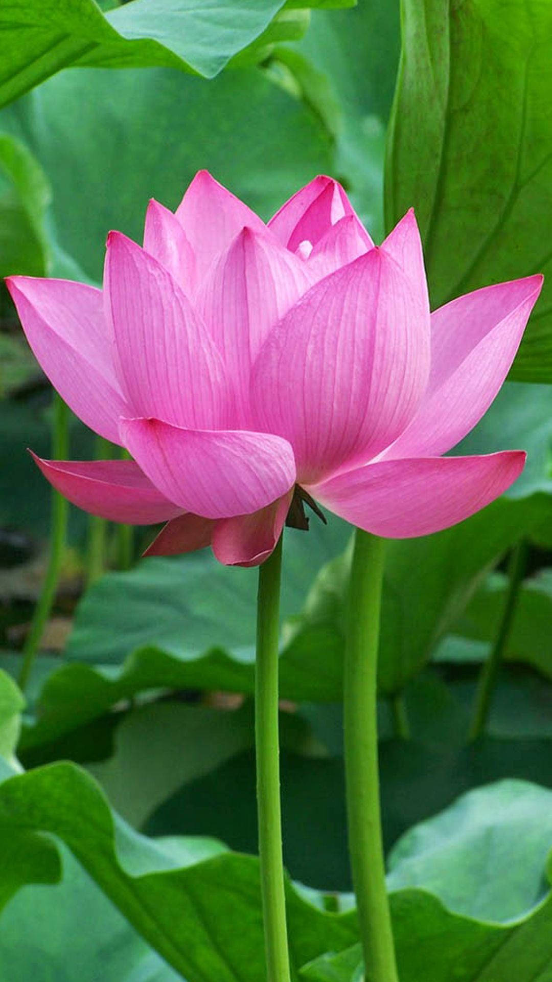 Beautiful Lotus Blossoming Under The Sun Background