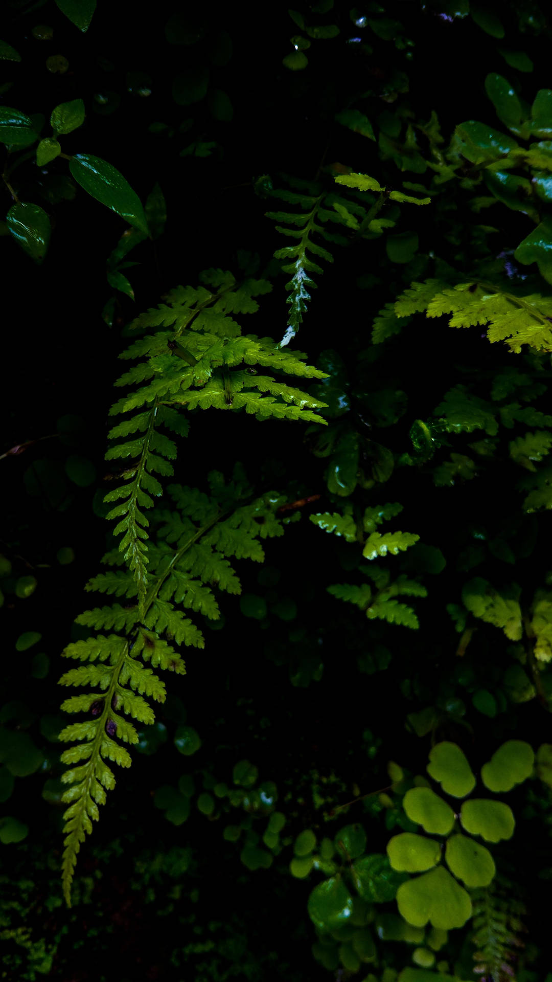 Beautiful Lush Green Leaves Background