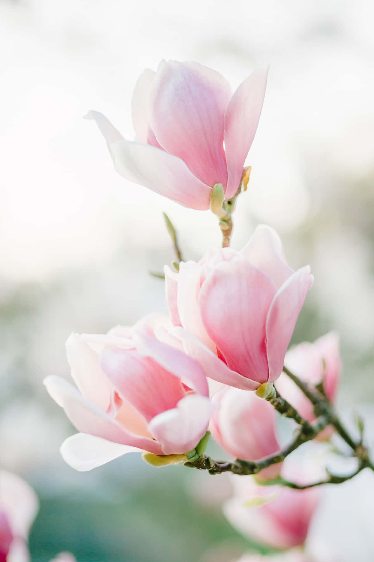 Beautiful Magnolia Flower In Bloom Hd