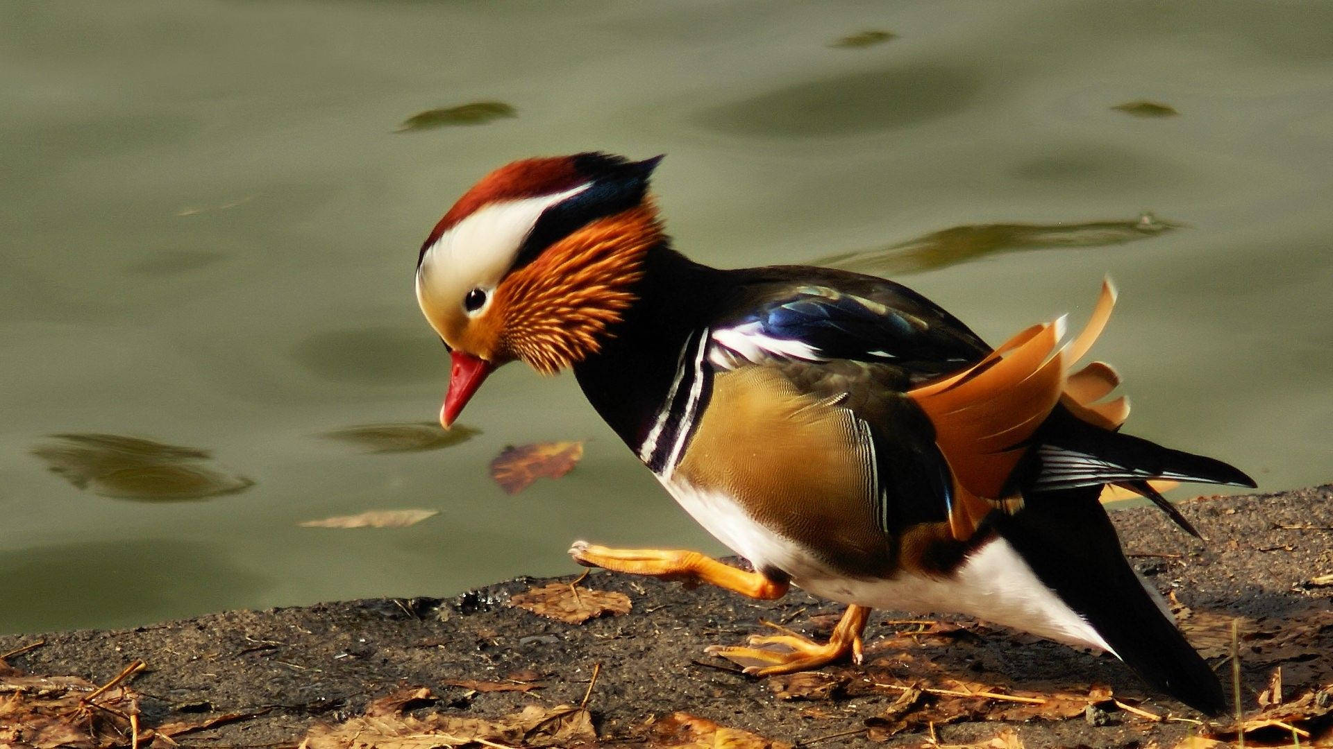 Beautiful Mandarin Duck Background