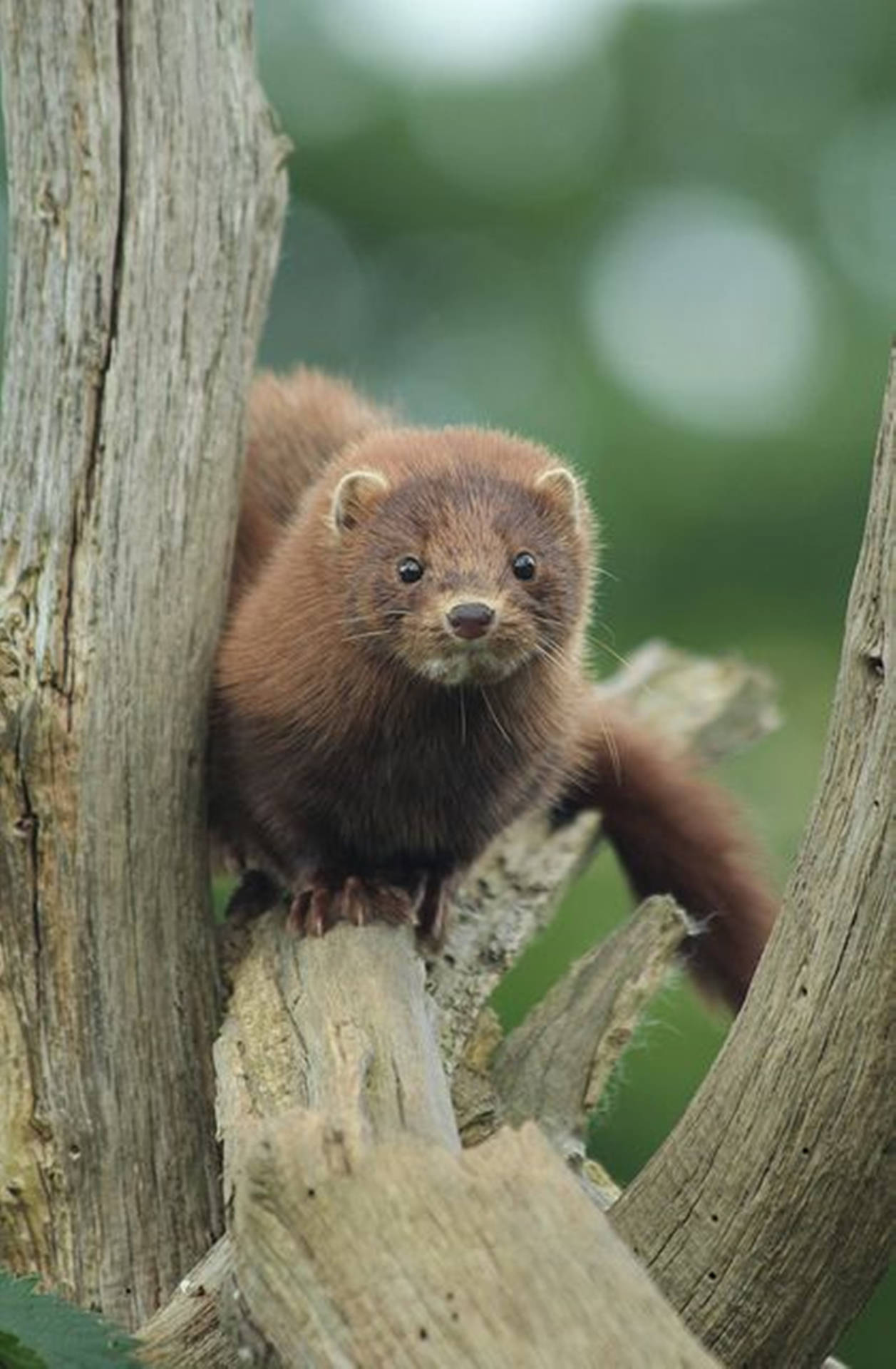 Beautiful Mink On Tree Background