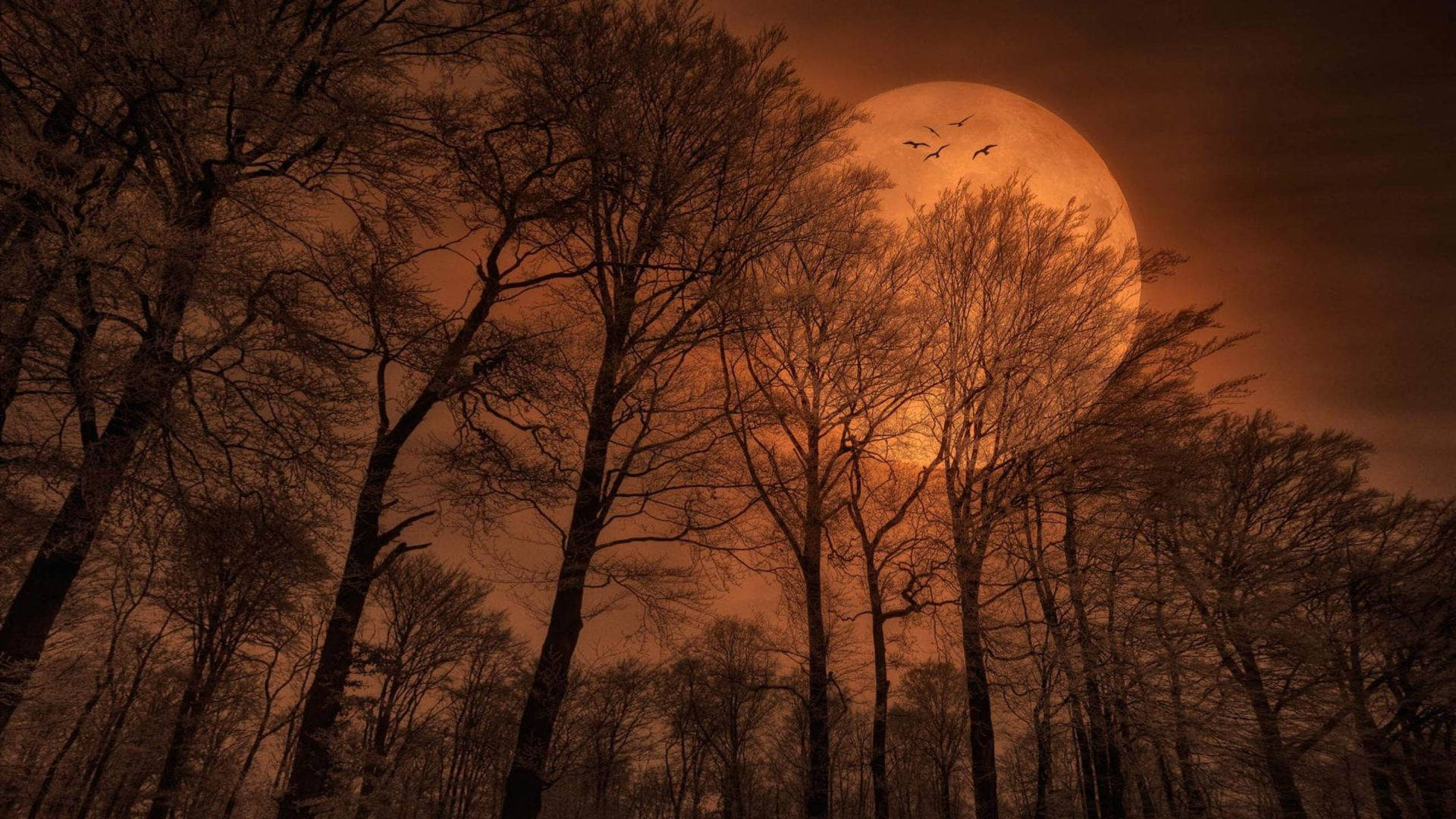 Beautiful Moon In A Scary Night Background