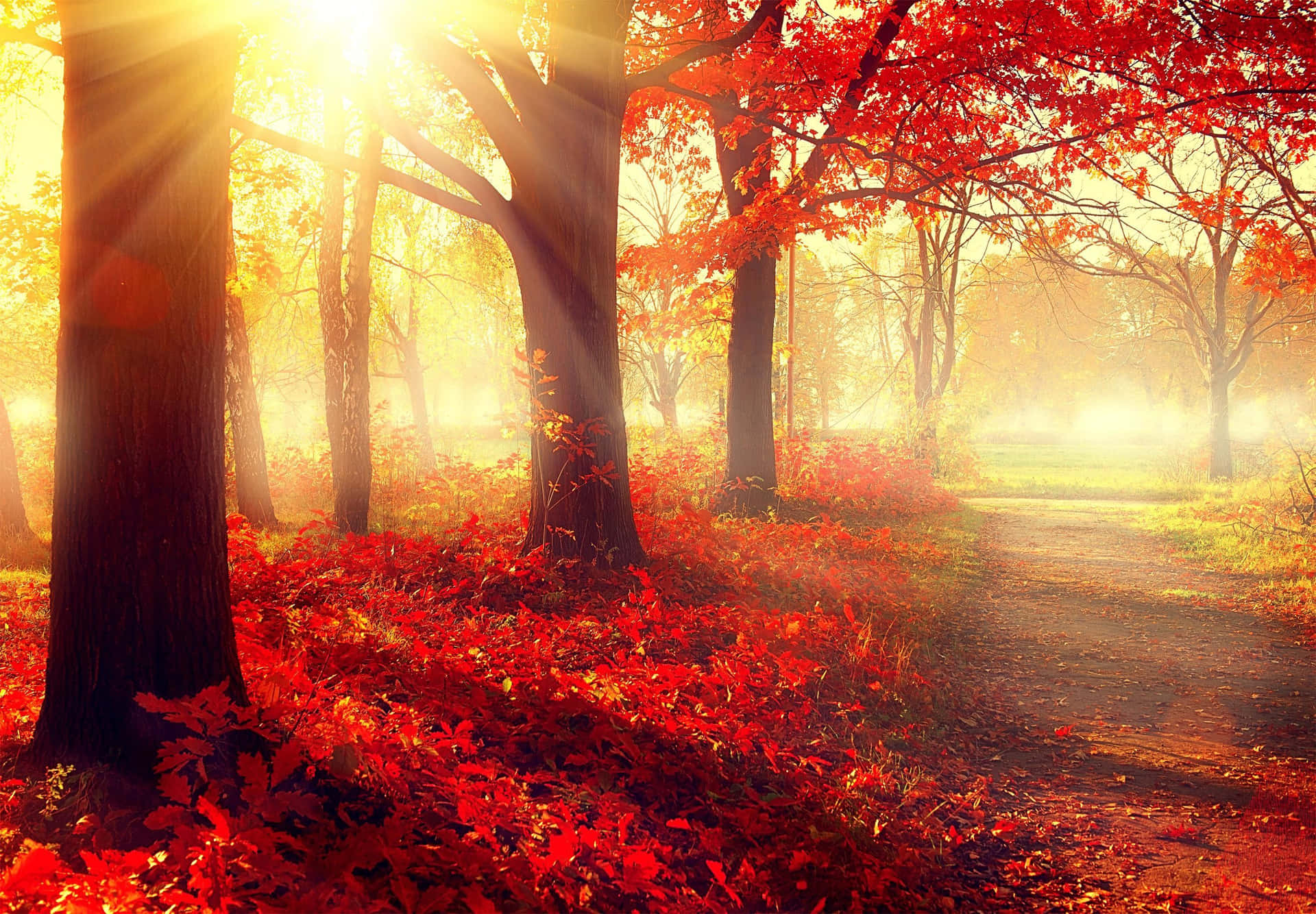 Beautiful Morning Sunshine In Forest At Fall Picture