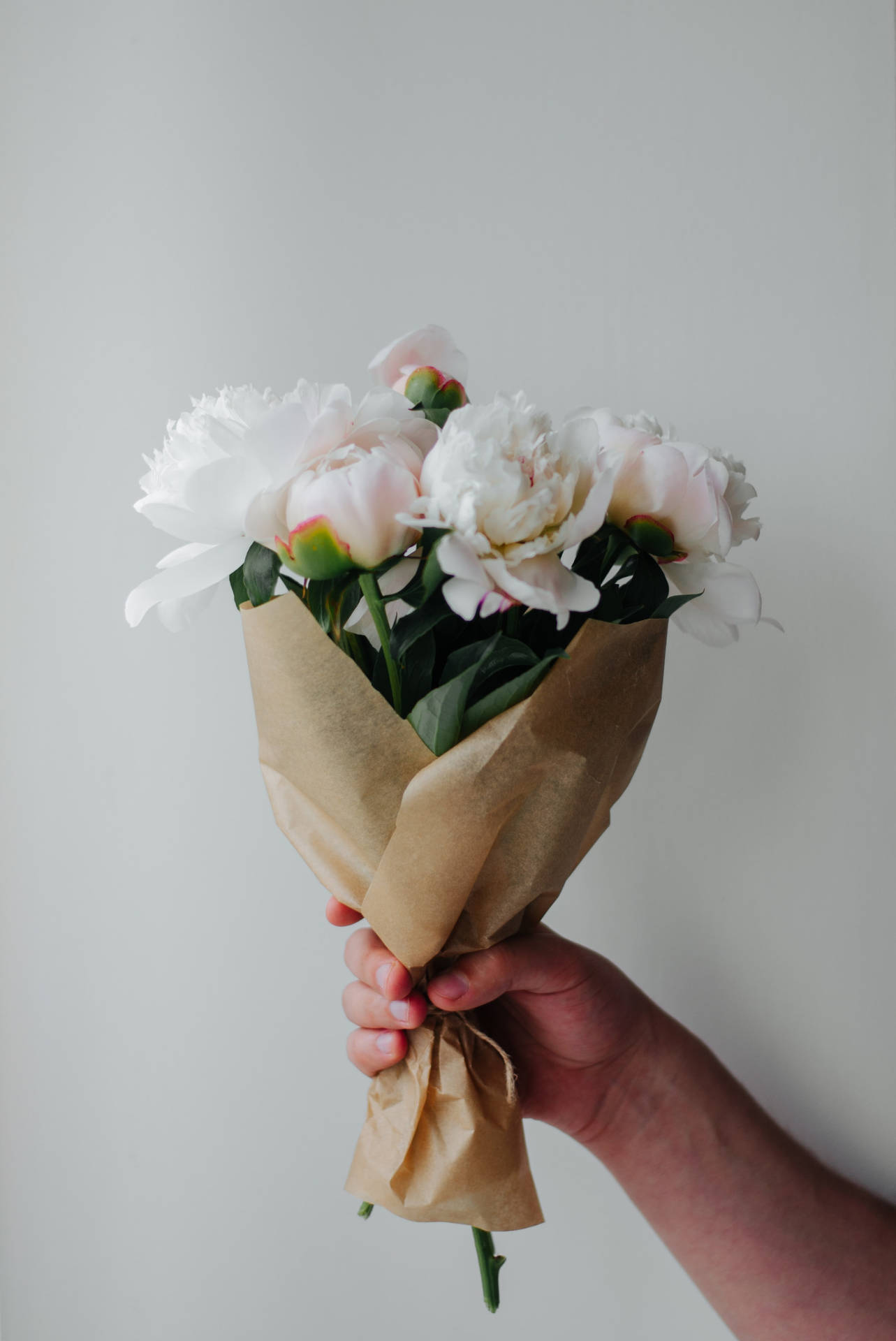 Beautiful Moutan Peony Flower Bouquet Background