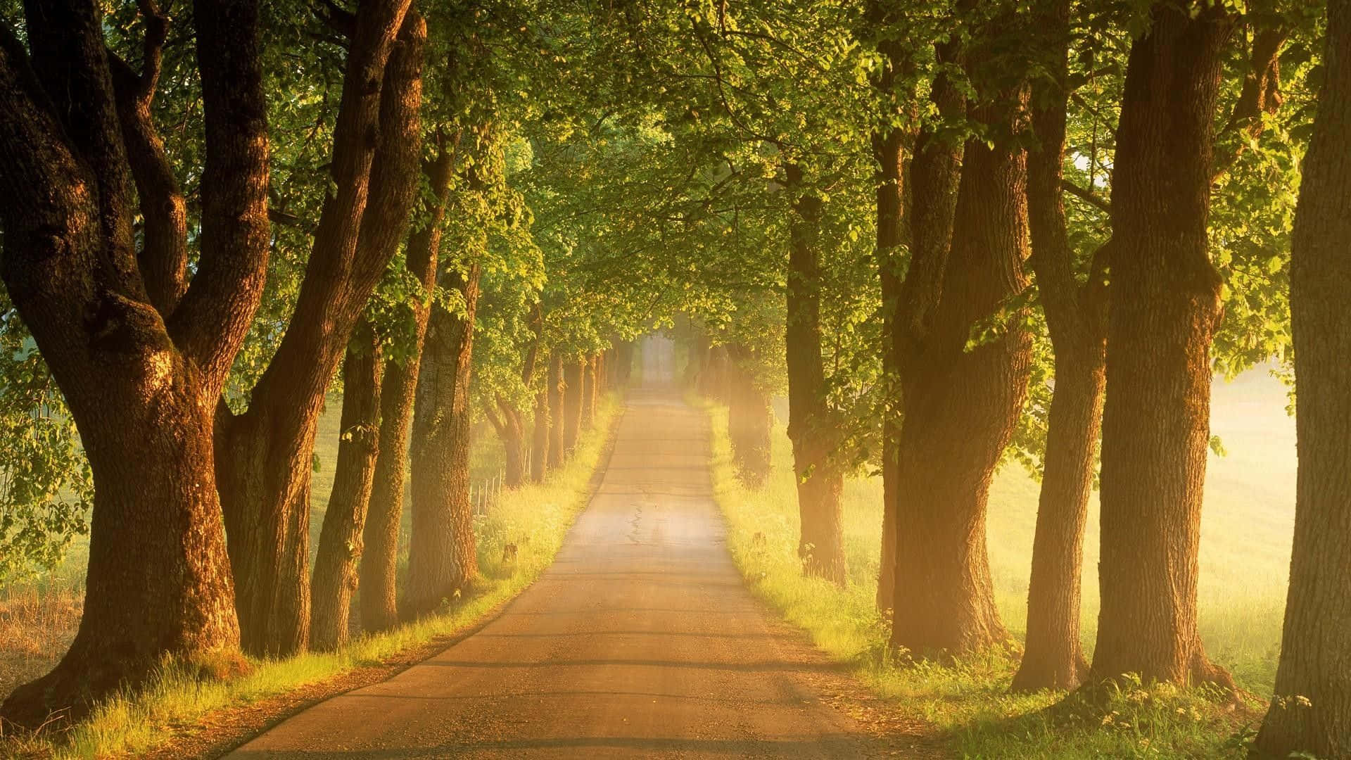 Beautiful Nature And A Path Background