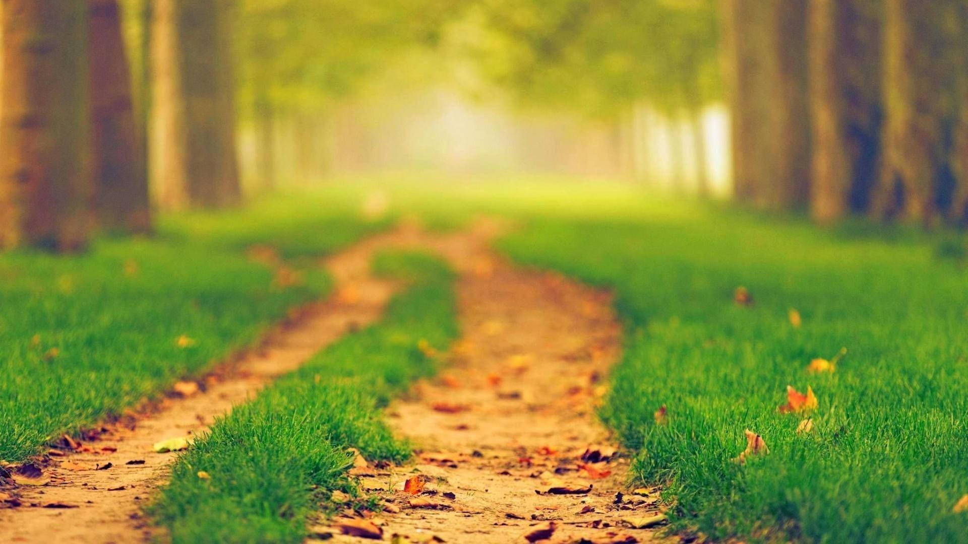 Beautiful Nature Blur Path Background