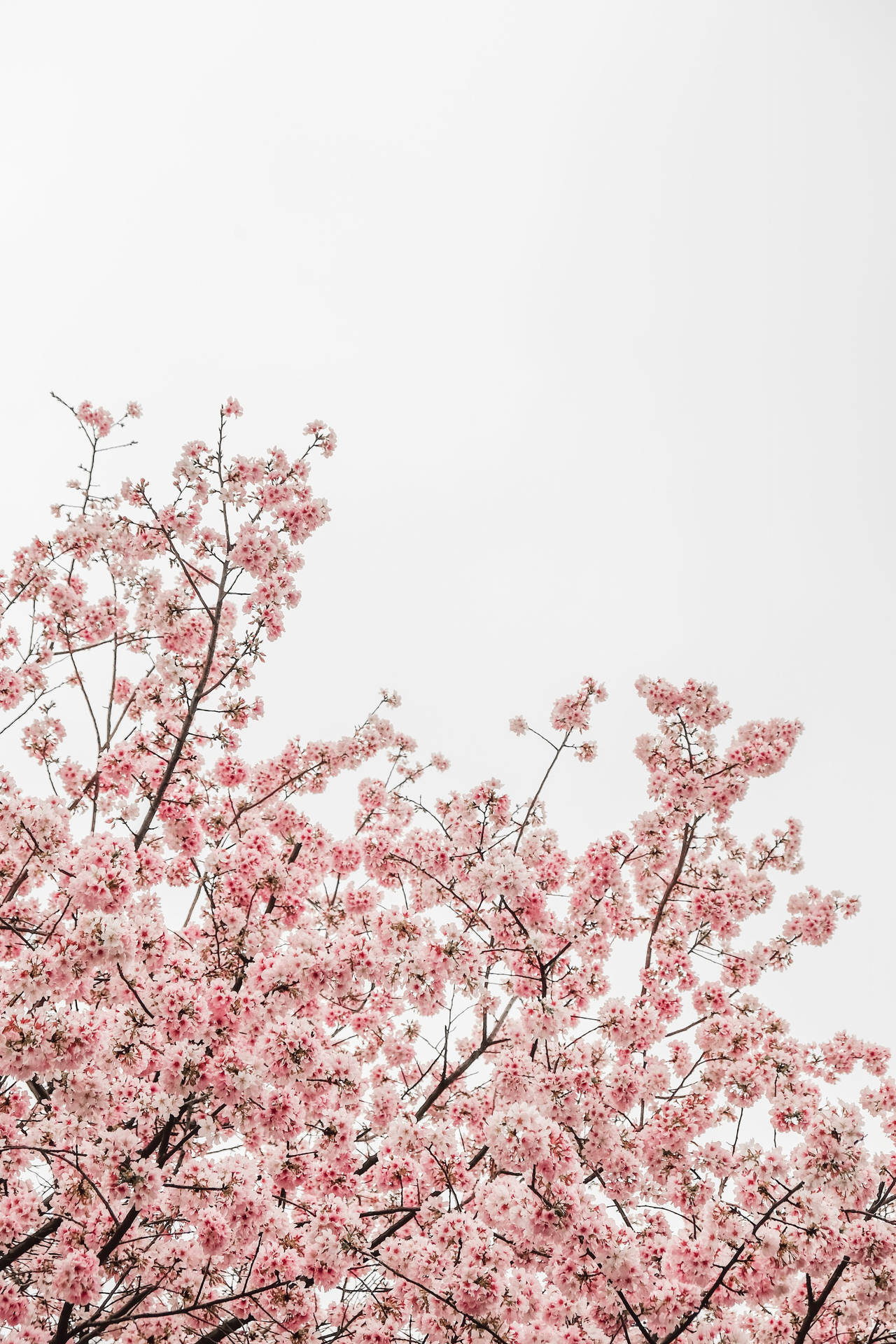 Beautiful Nature Cherry Blossoms Background