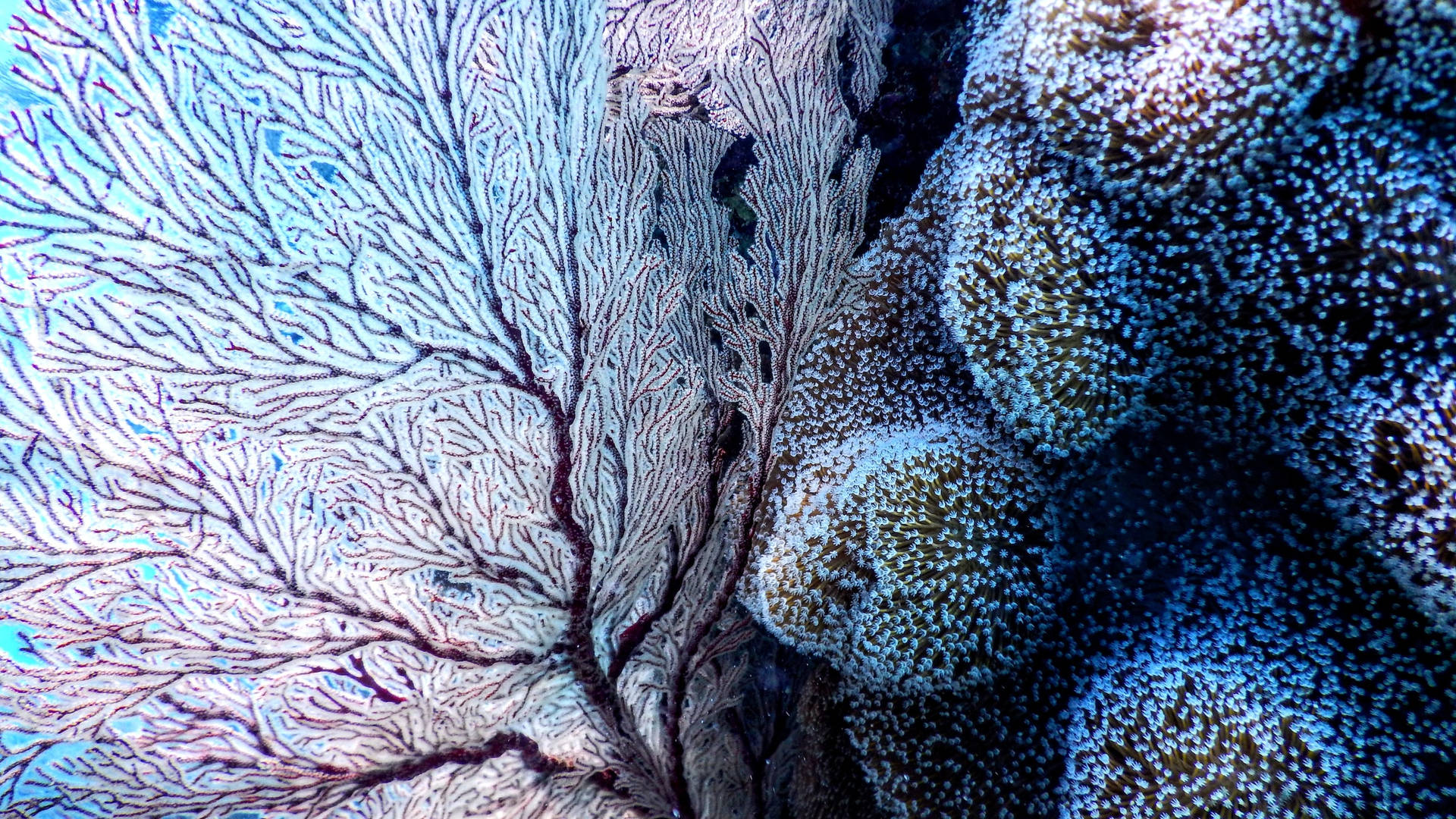 Beautiful Nature Corals Background