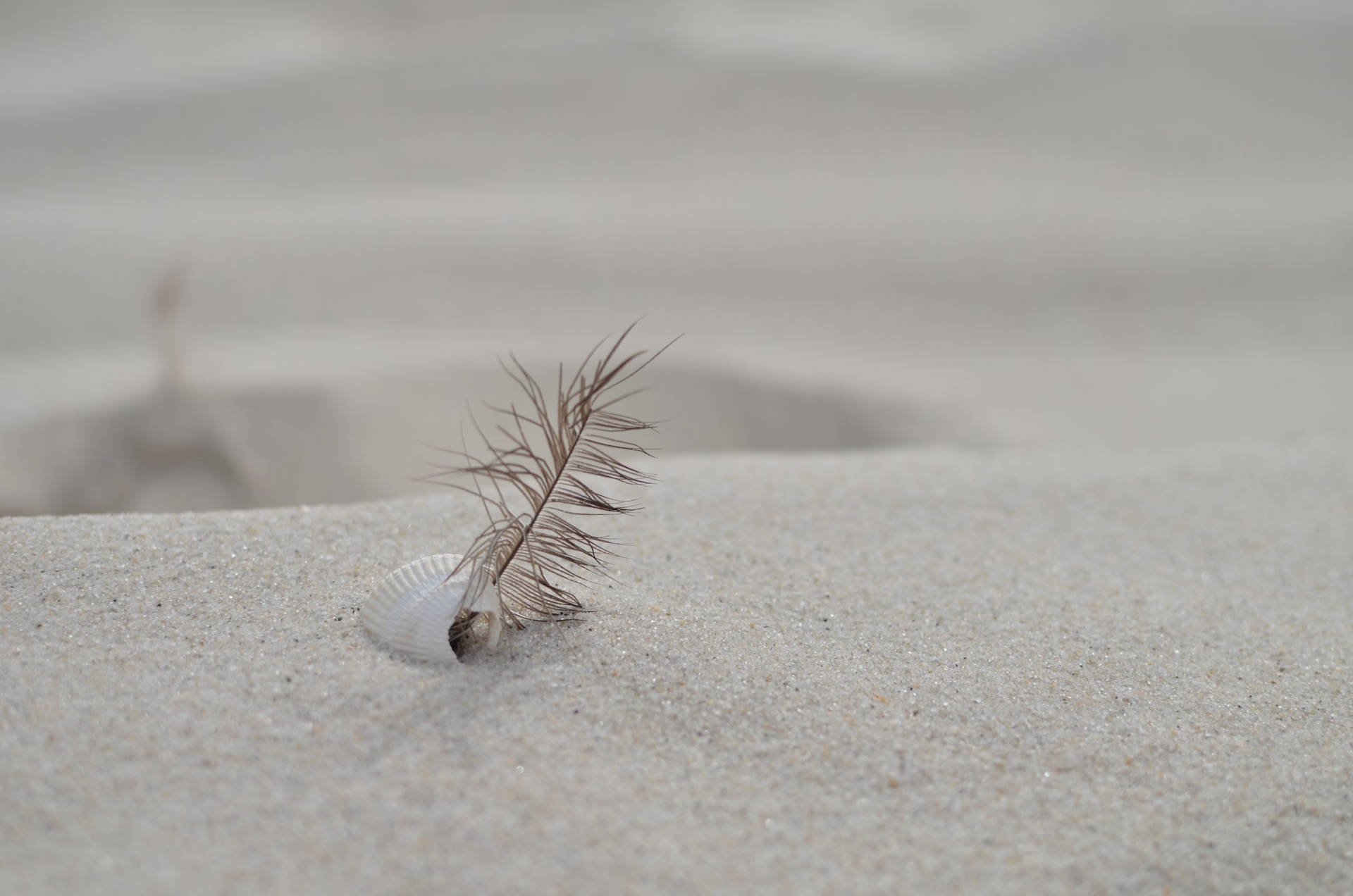 Beautiful Nature Feather And Shell Background