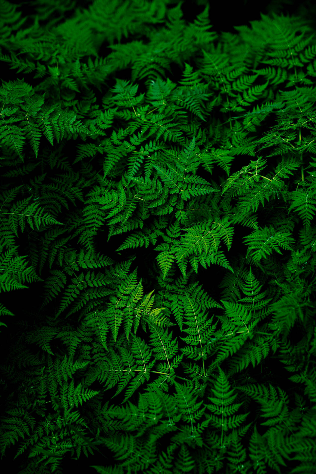 Beautiful Nature Fern Leaves Background