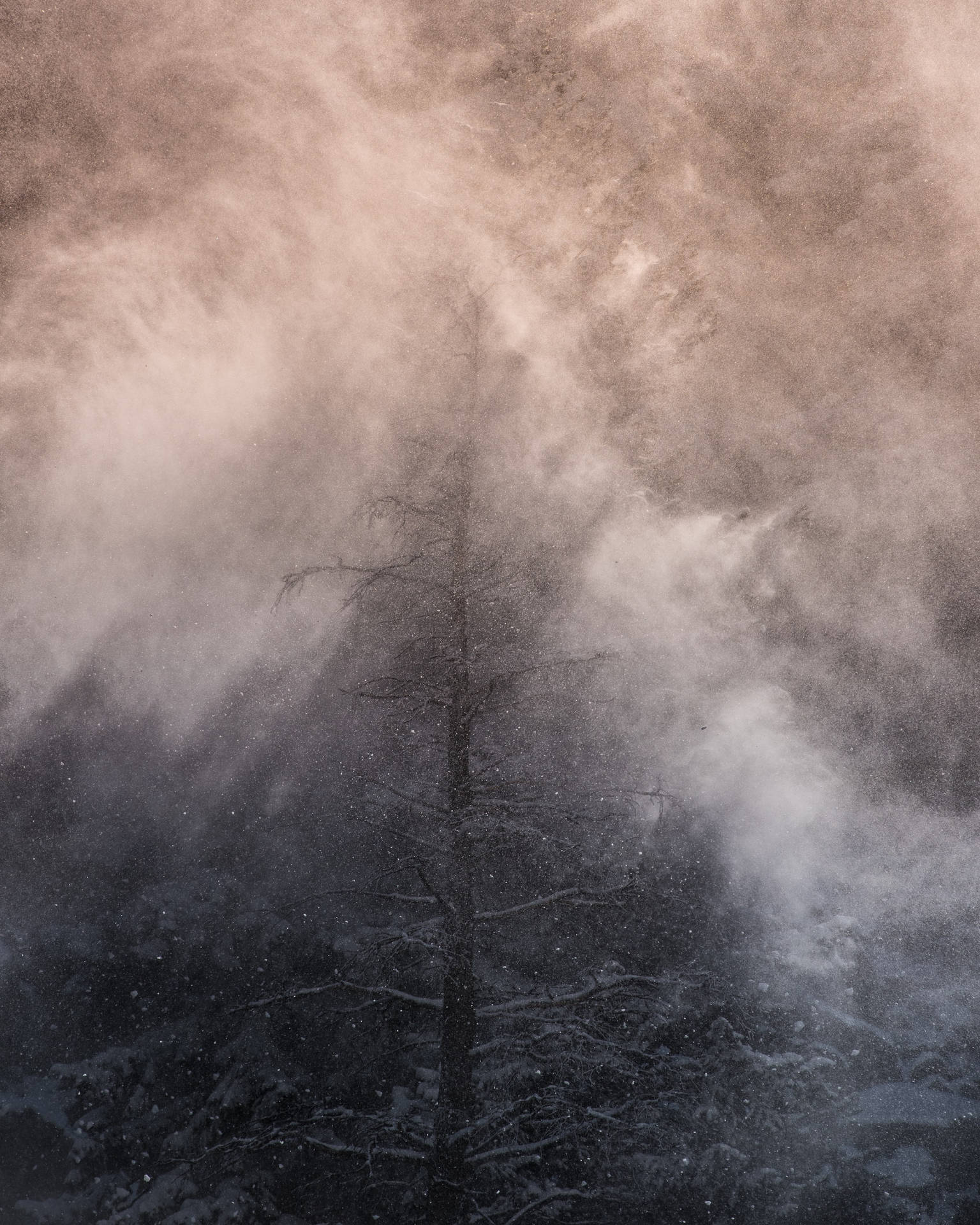 Beautiful Nature Foggy Forest Background