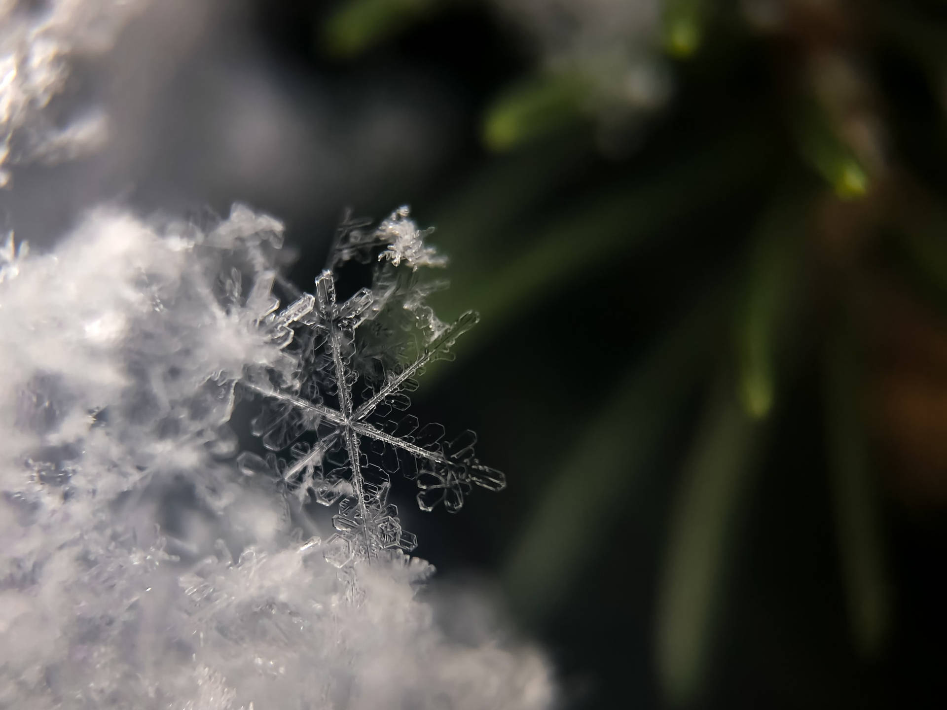 Beautiful Nature Frozen Snowflakes