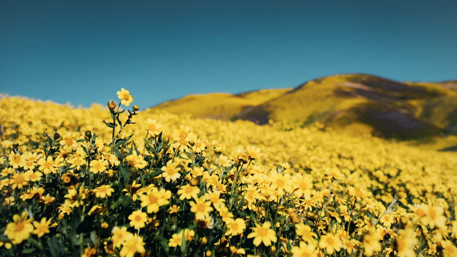 Beautiful Nature In Yellow Aesthetic Flower Desktop