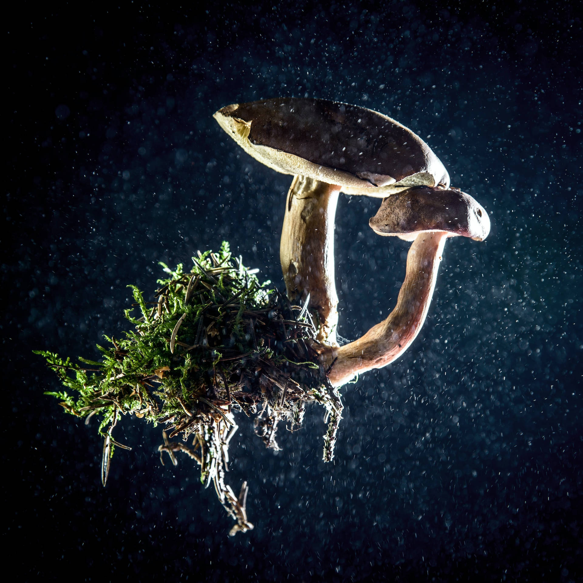 Beautiful Nature Mushroom With Roots Background