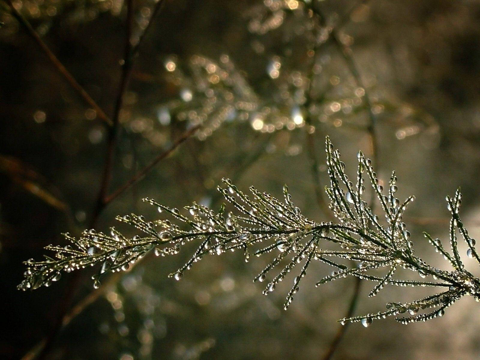 Beautiful Nature Photography Branch Dew