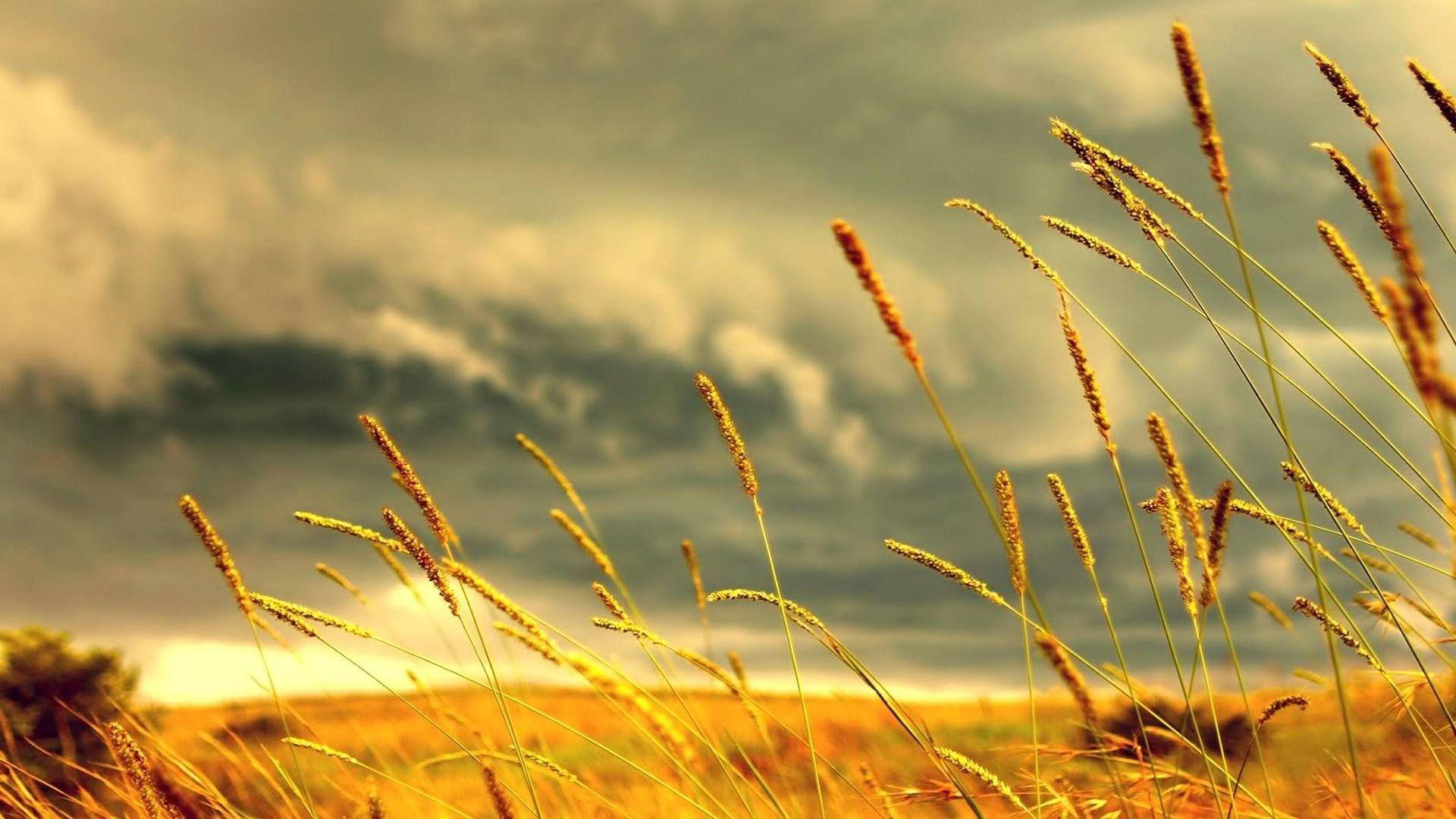 Beautiful Nature Photography Brown Grass Clouds