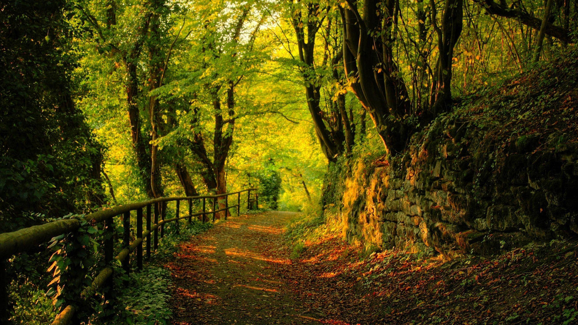 Beautiful Nature Photography Dark Forest Path