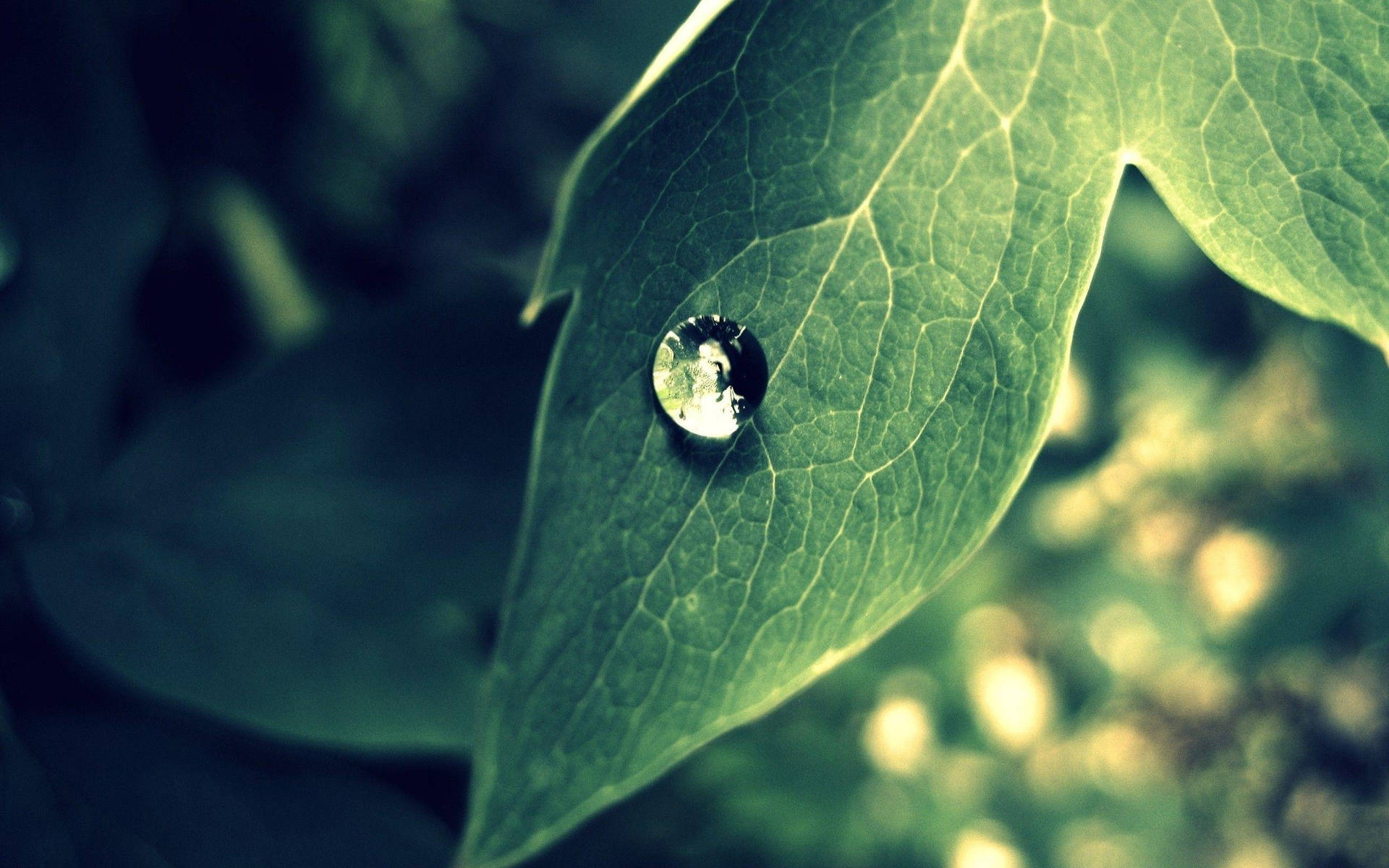 Beautiful Nature Photography Dew On Leaf Background