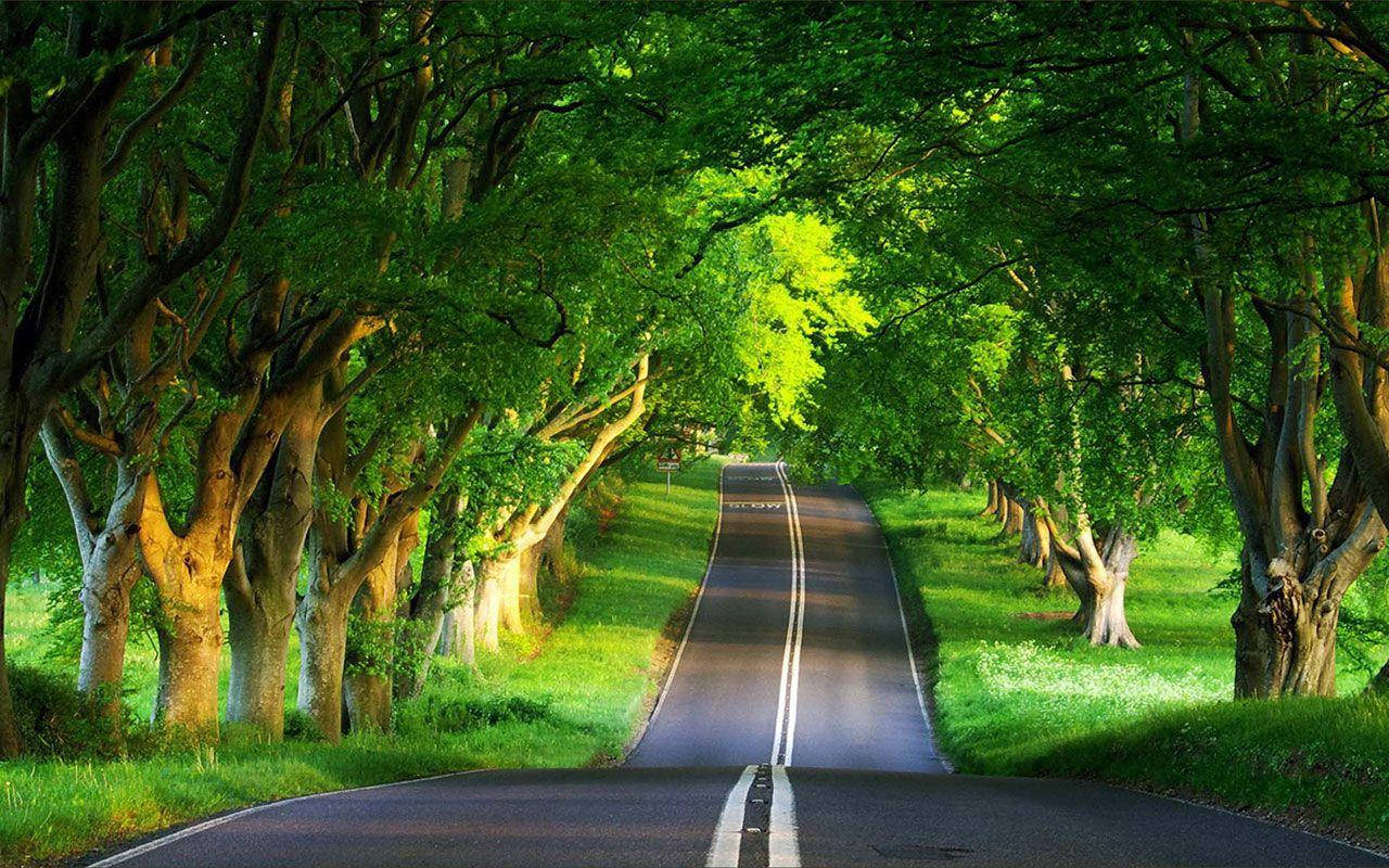 Beautiful Nature Photography Forest Road