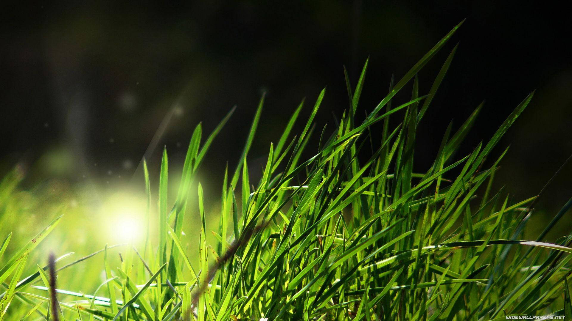 Beautiful Nature Photography Grass Night Background