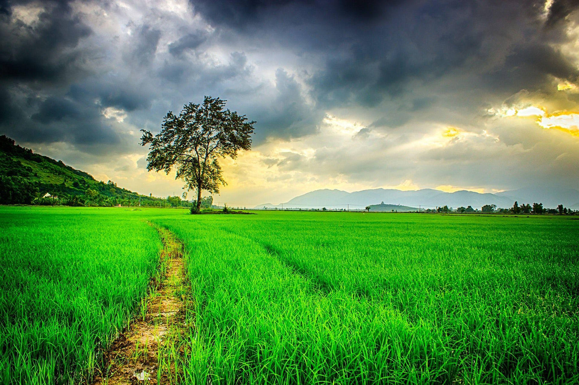 Beautiful Nature Photography Grassfield Cloudy Background