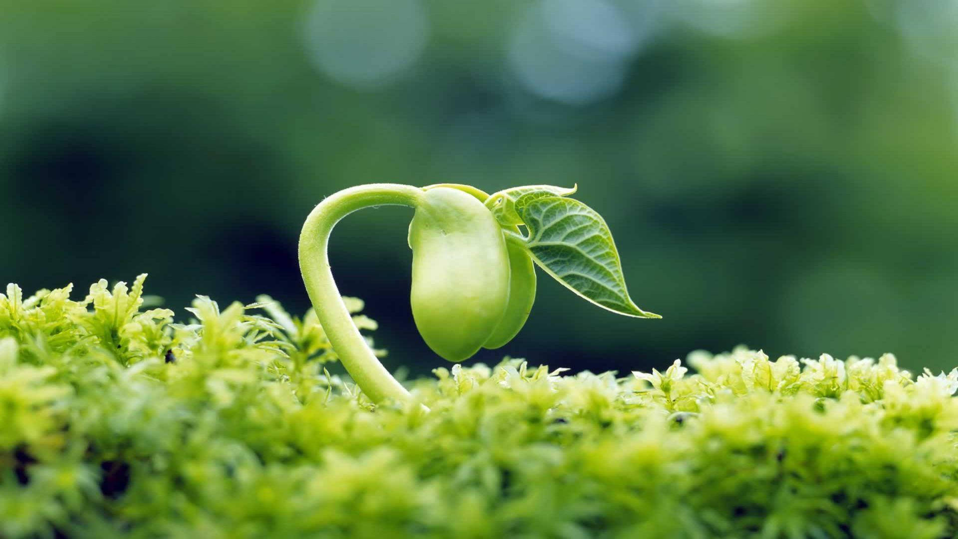 Beautiful Nature Photography Growing Seed Background