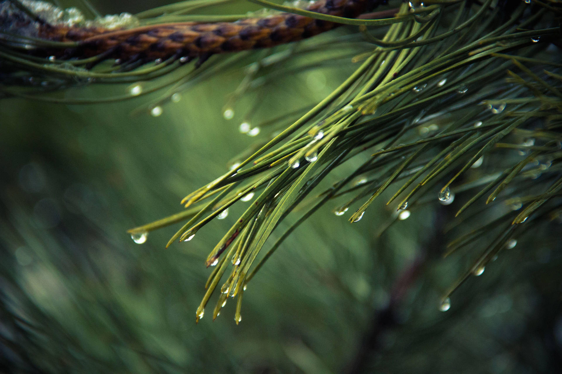 Beautiful Nature Photography Leaves Dew Background