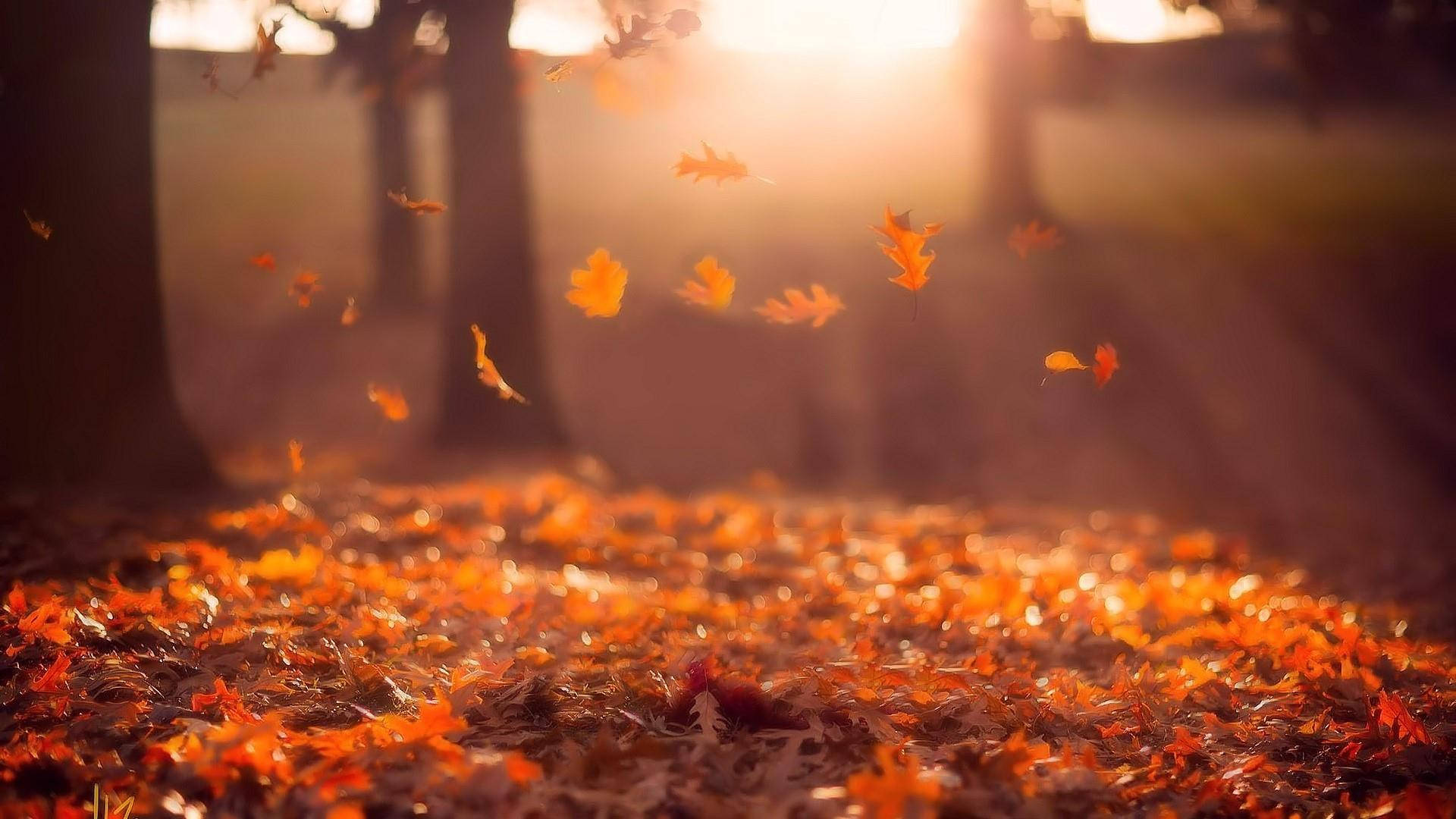 Beautiful Nature Photography Maple Leaves Background