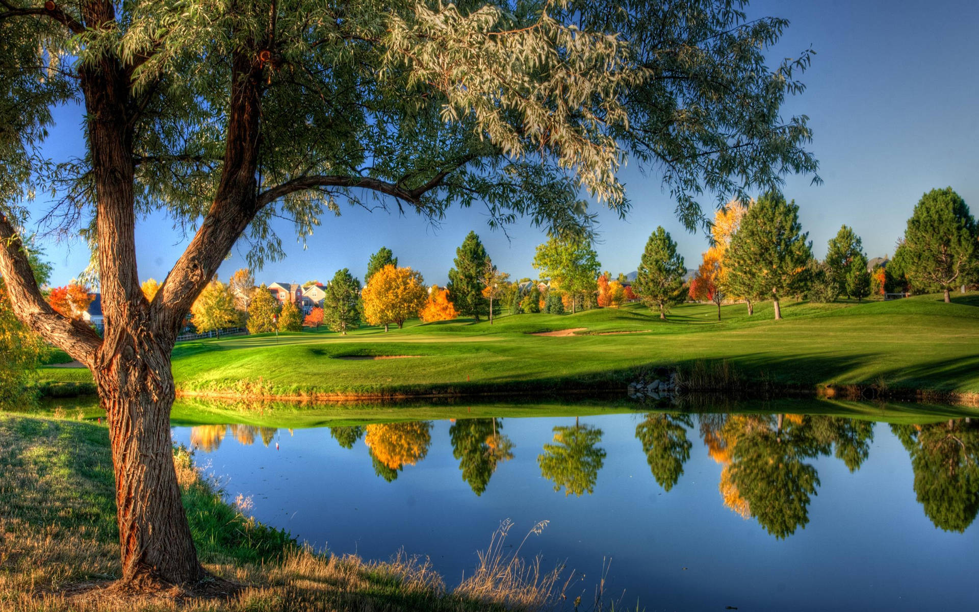 Beautiful Nature Photography Pond Grass