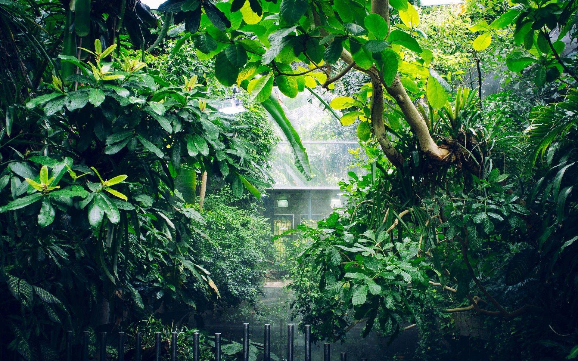 Beautiful Nature Photography Raining Tropical Background