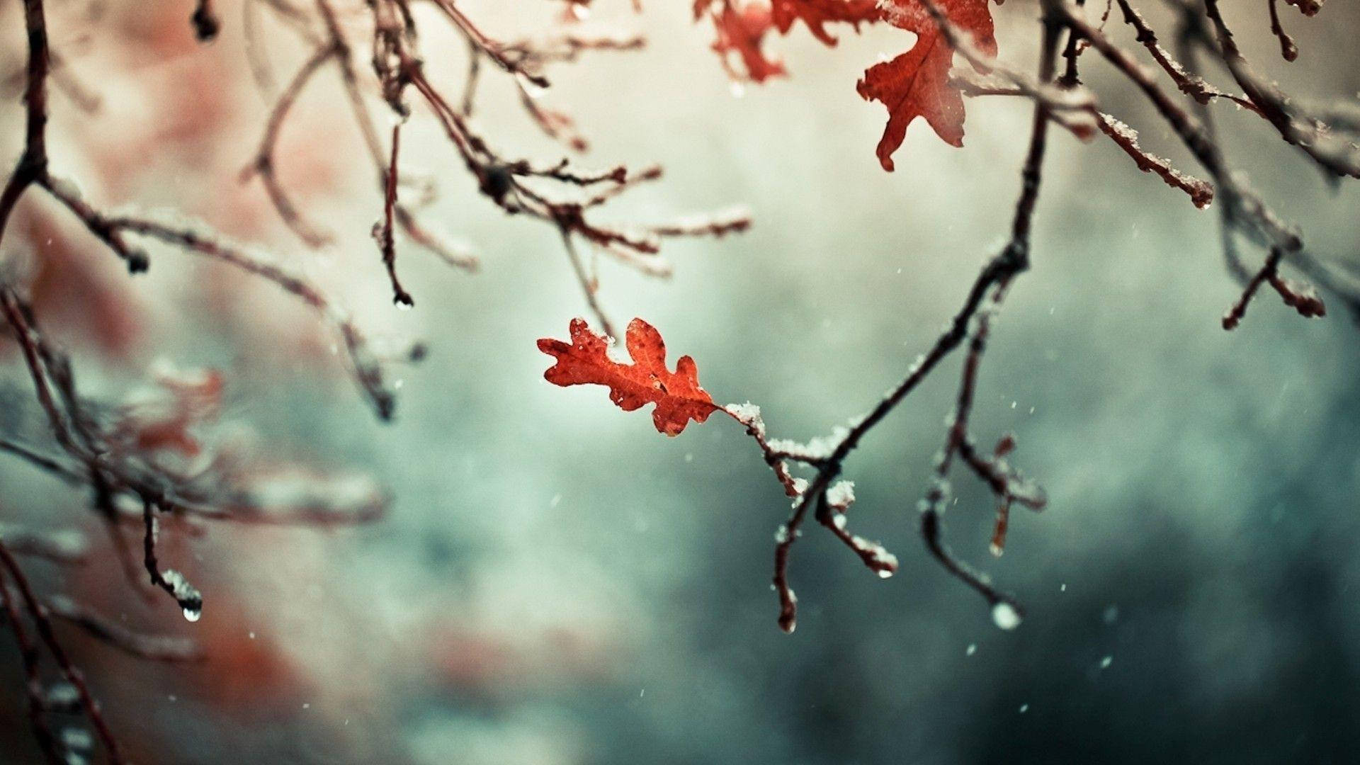 Beautiful Nature Photography Red Leaf Dew Background